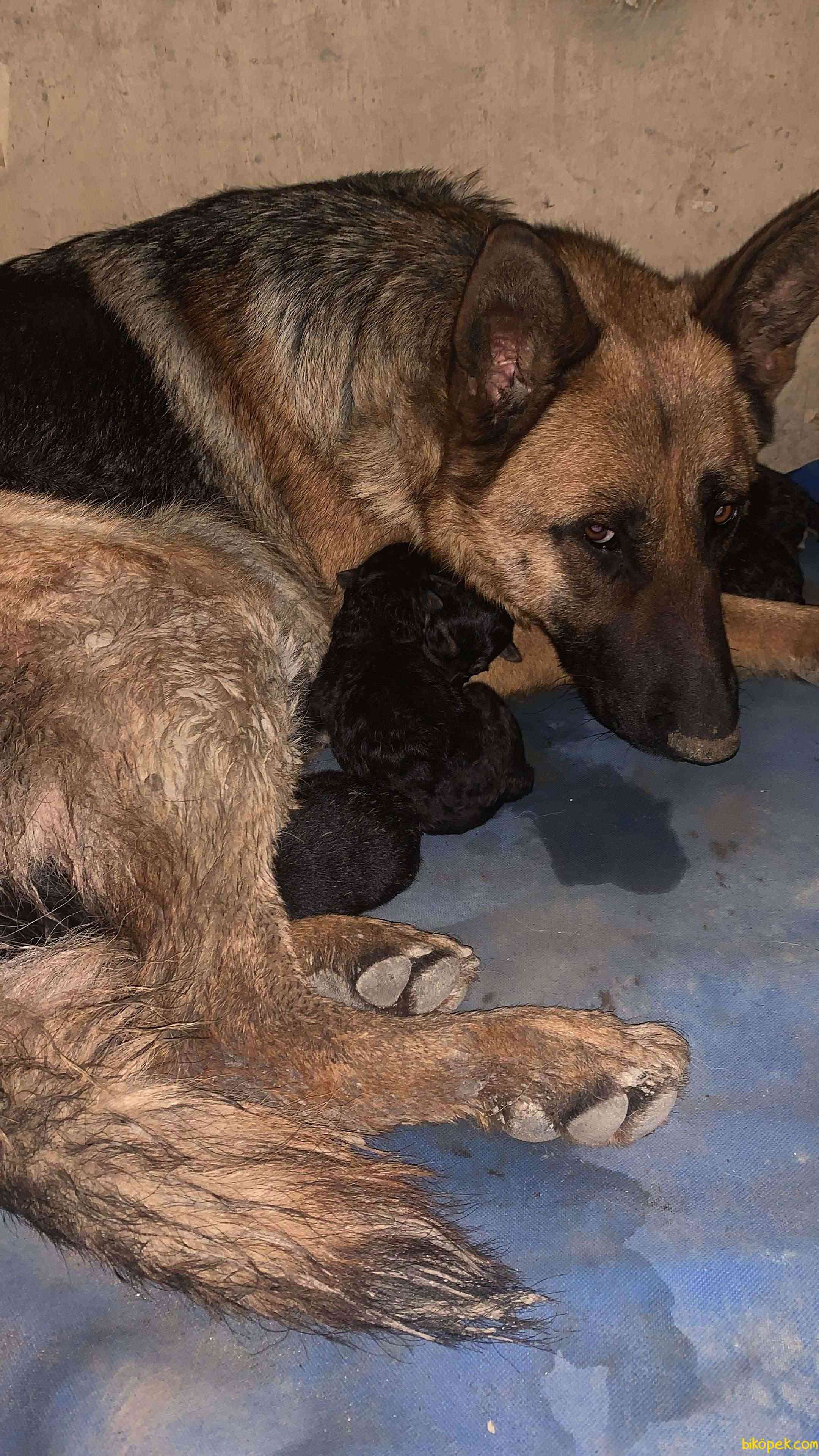 En Uygun Alman Oban K Pe I Yavrular Bik Pek