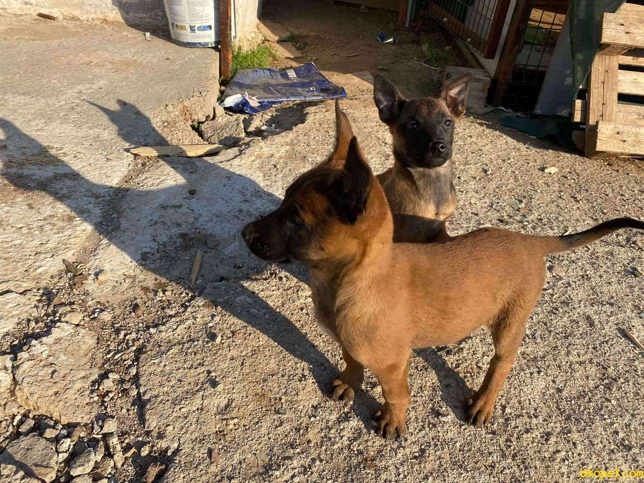 En Uygun Orijinal Malinois Yavrulari Bik Pek