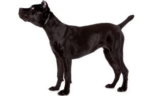 Cane Corso Italiano