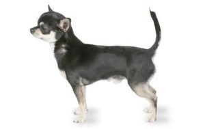 Chihuahua ( Şivava )