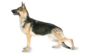 Alman Kurdu - Alman Çoban Köpeği