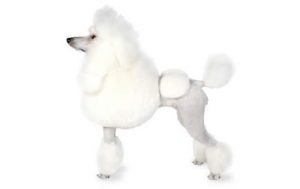 Poodle Toy ( Kaniş )