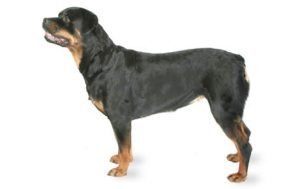 Rottweiler