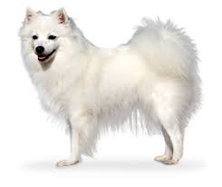Spitz