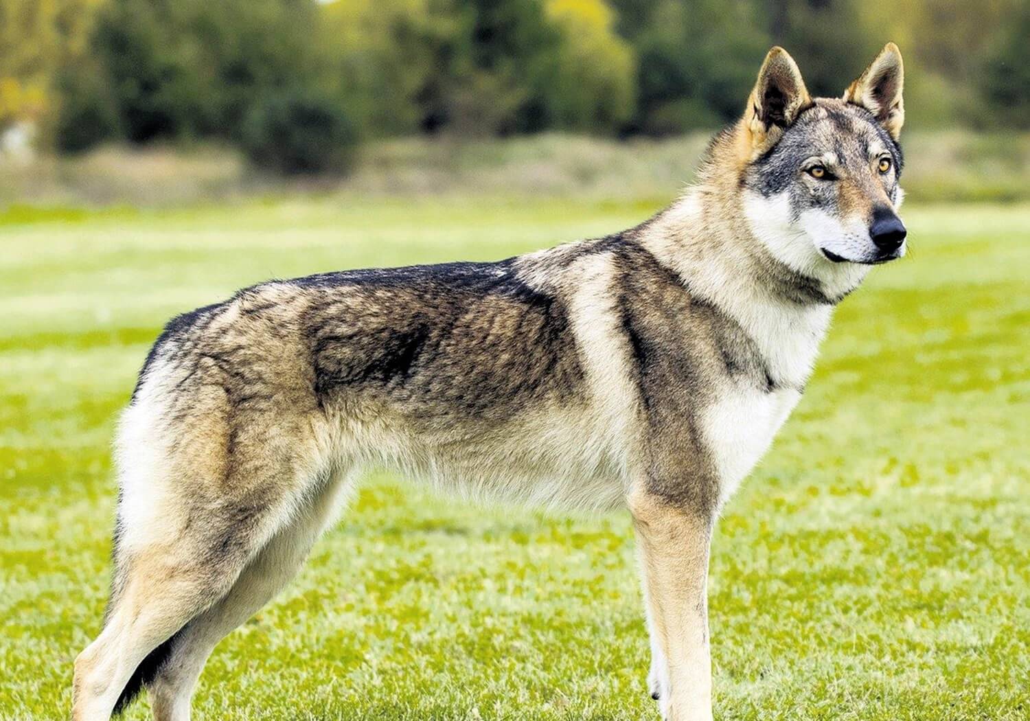 Çekoslovak Wolfdog