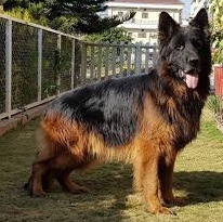 Alman Kurdu - Alman Çoban Köpeği