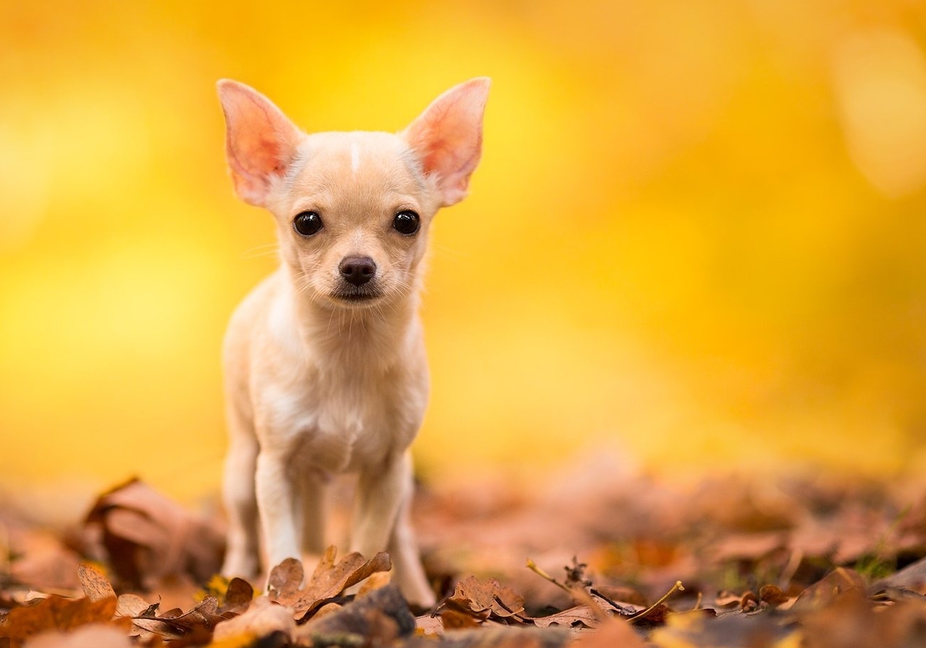 Chihuahua ( Şivava )