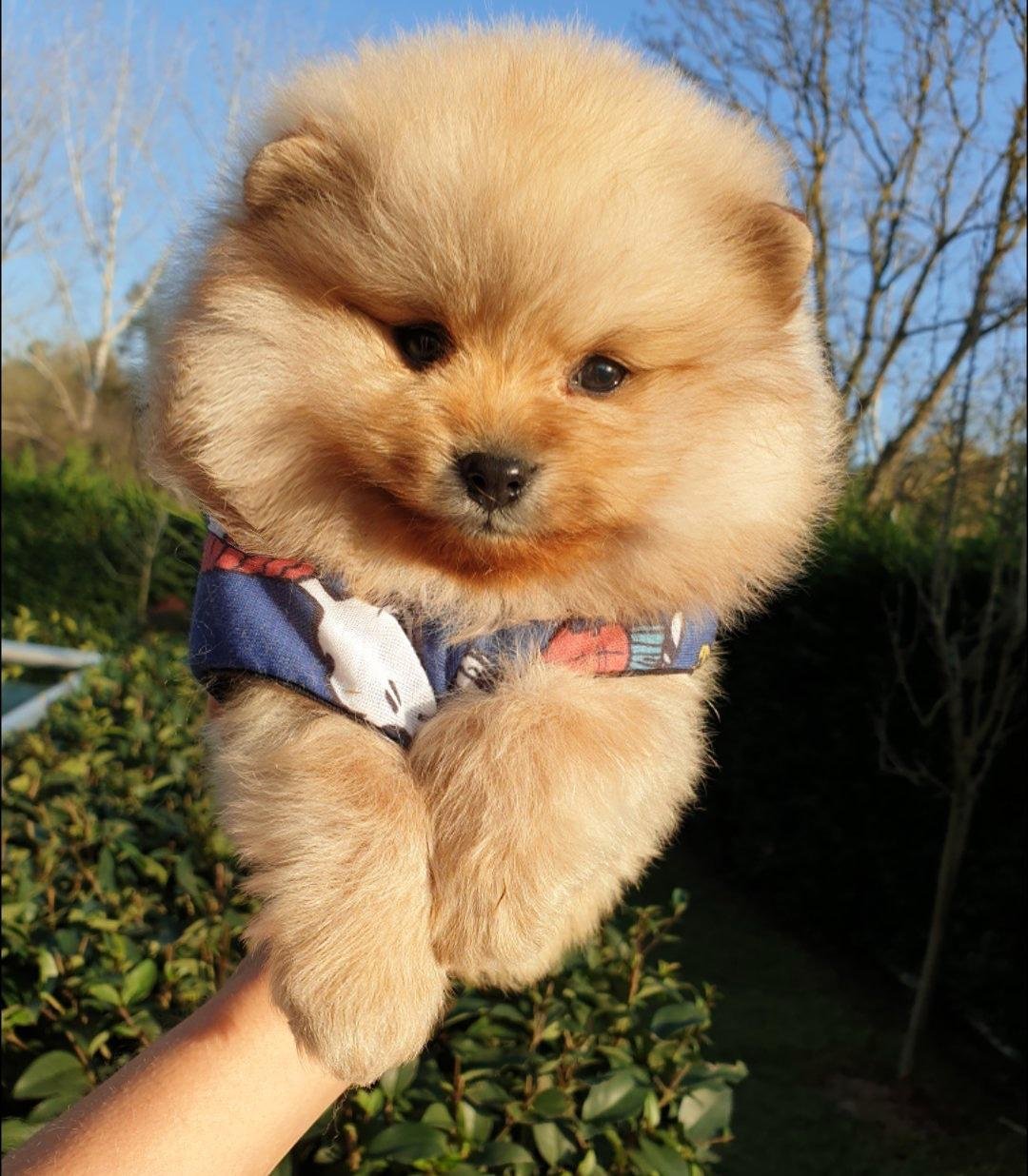 Pomeranian Mini Ayıcık Teddy Face Erkek Yavru 235887