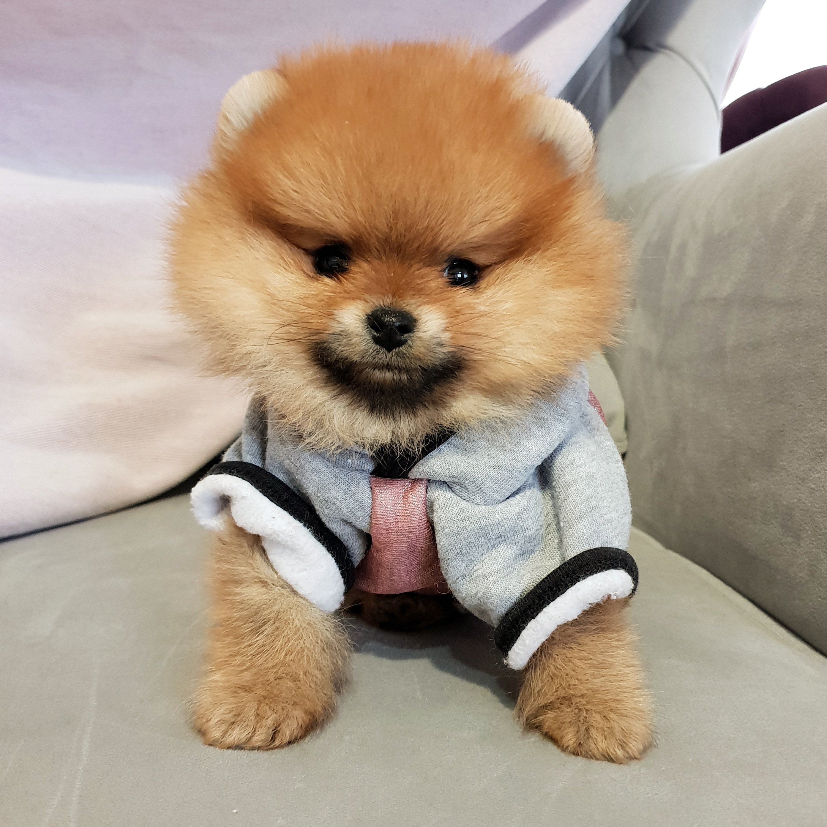 Pomeranian Boo AB Pasaportlu Yavrularımız 233170