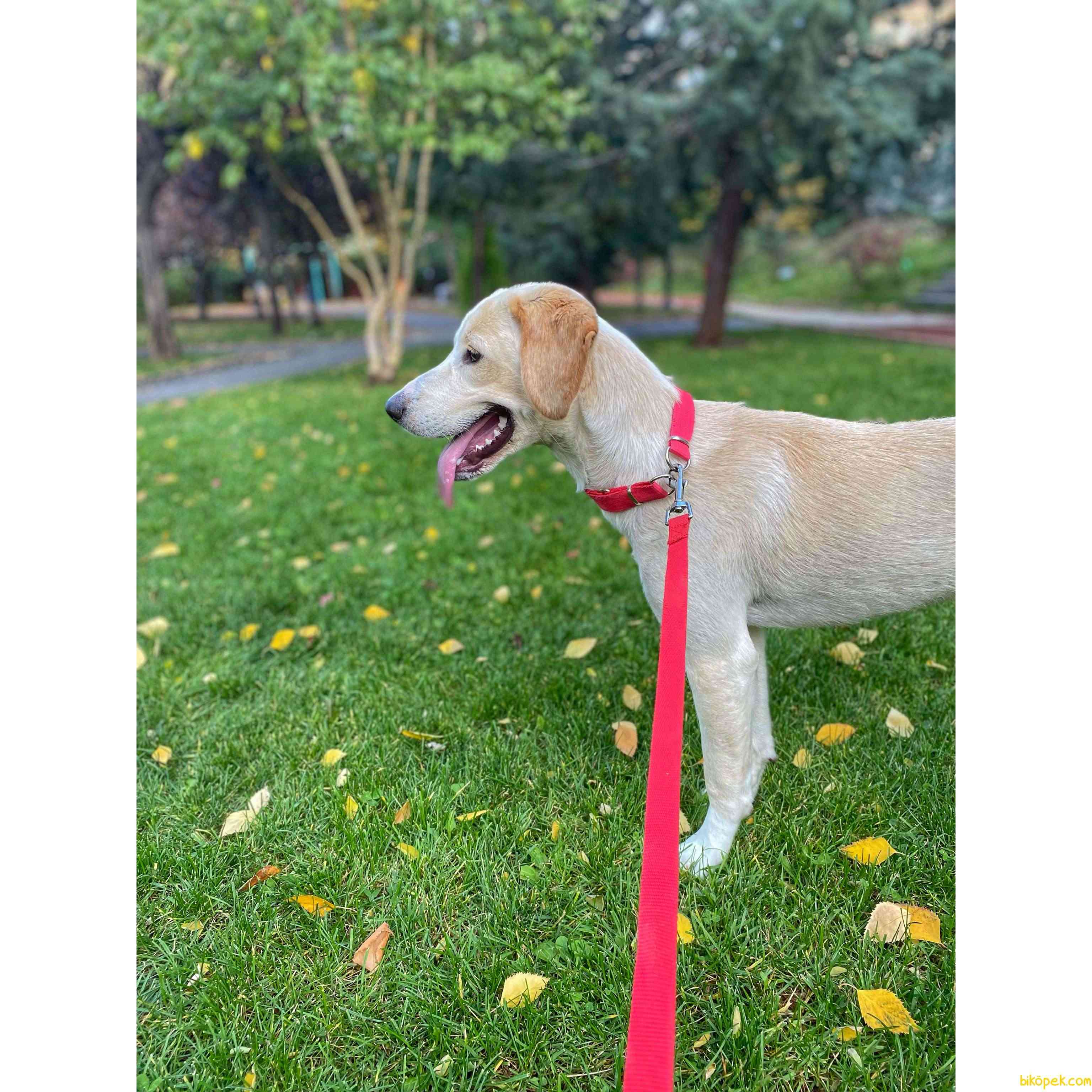 1 Yaşında Labrador/beagle Kırması Erkek 4