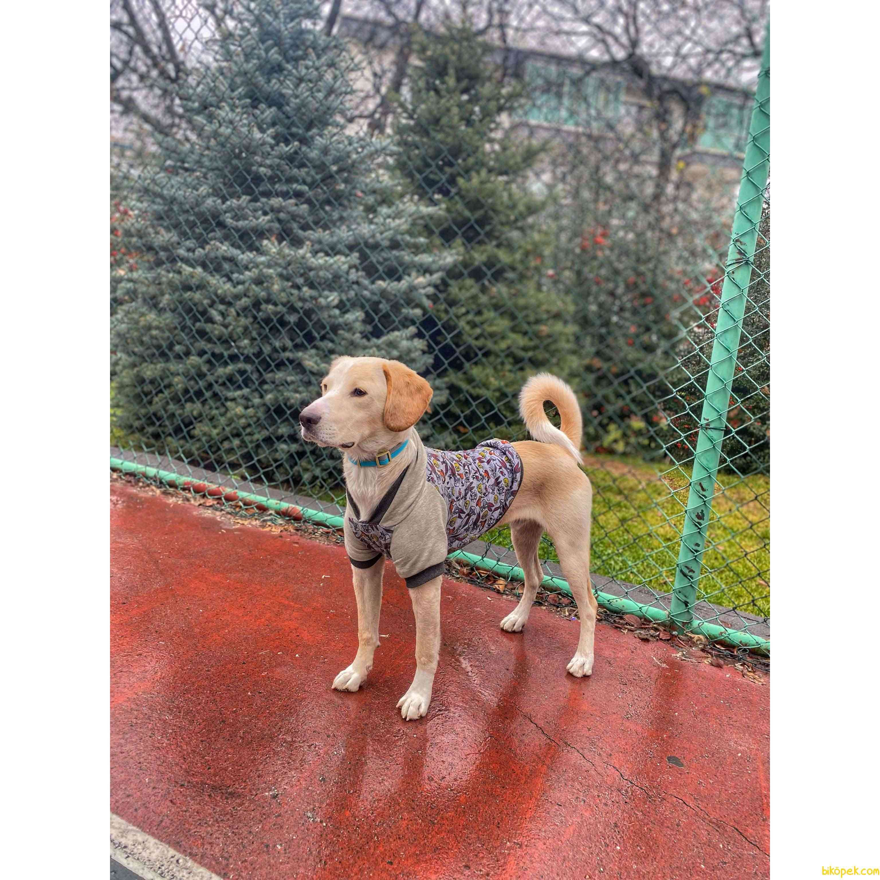 1 Yaşında Labrador/beagle Kırması Erkek 1