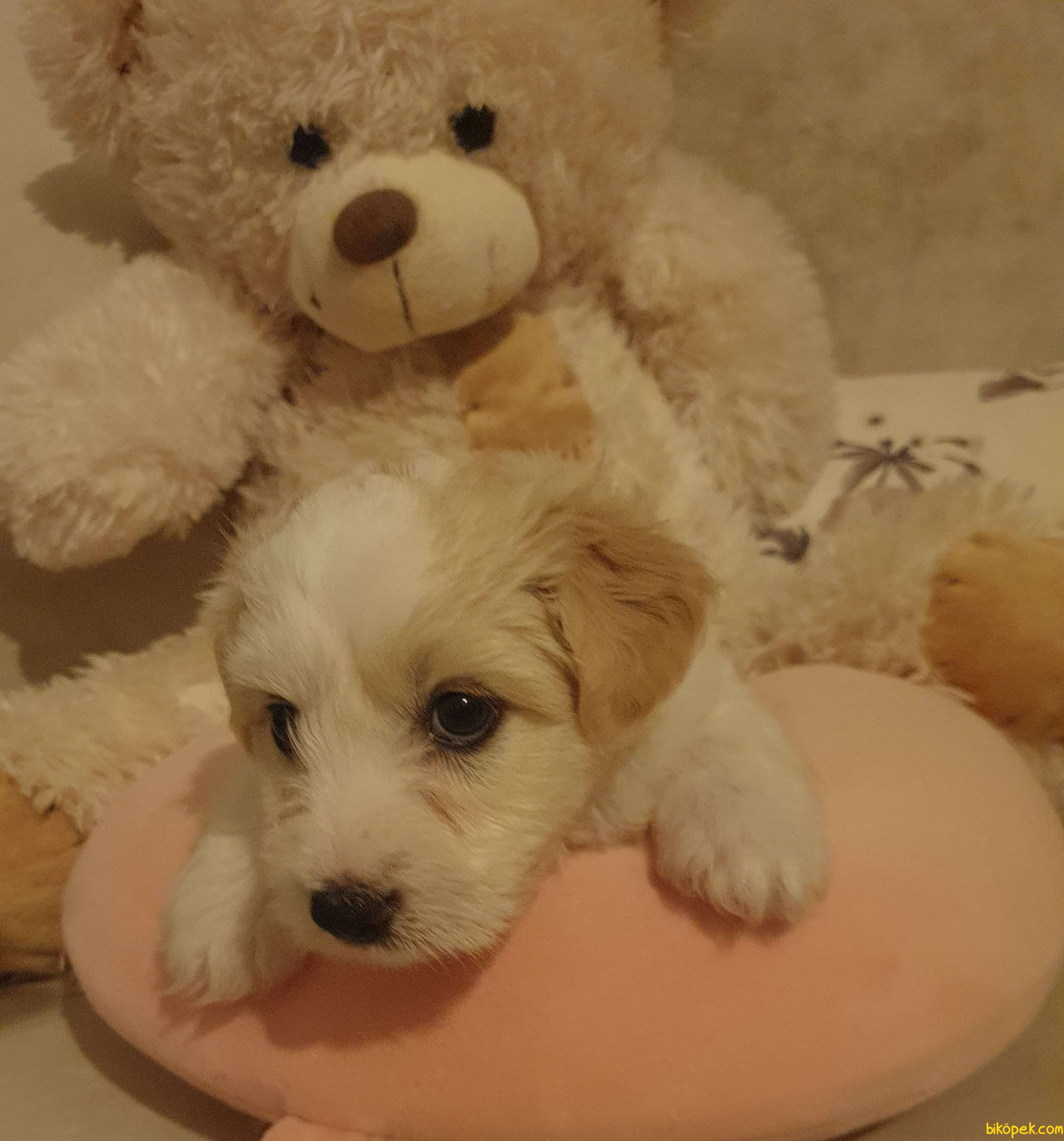 Maltipoo Puppies + CUTE PUPPIES