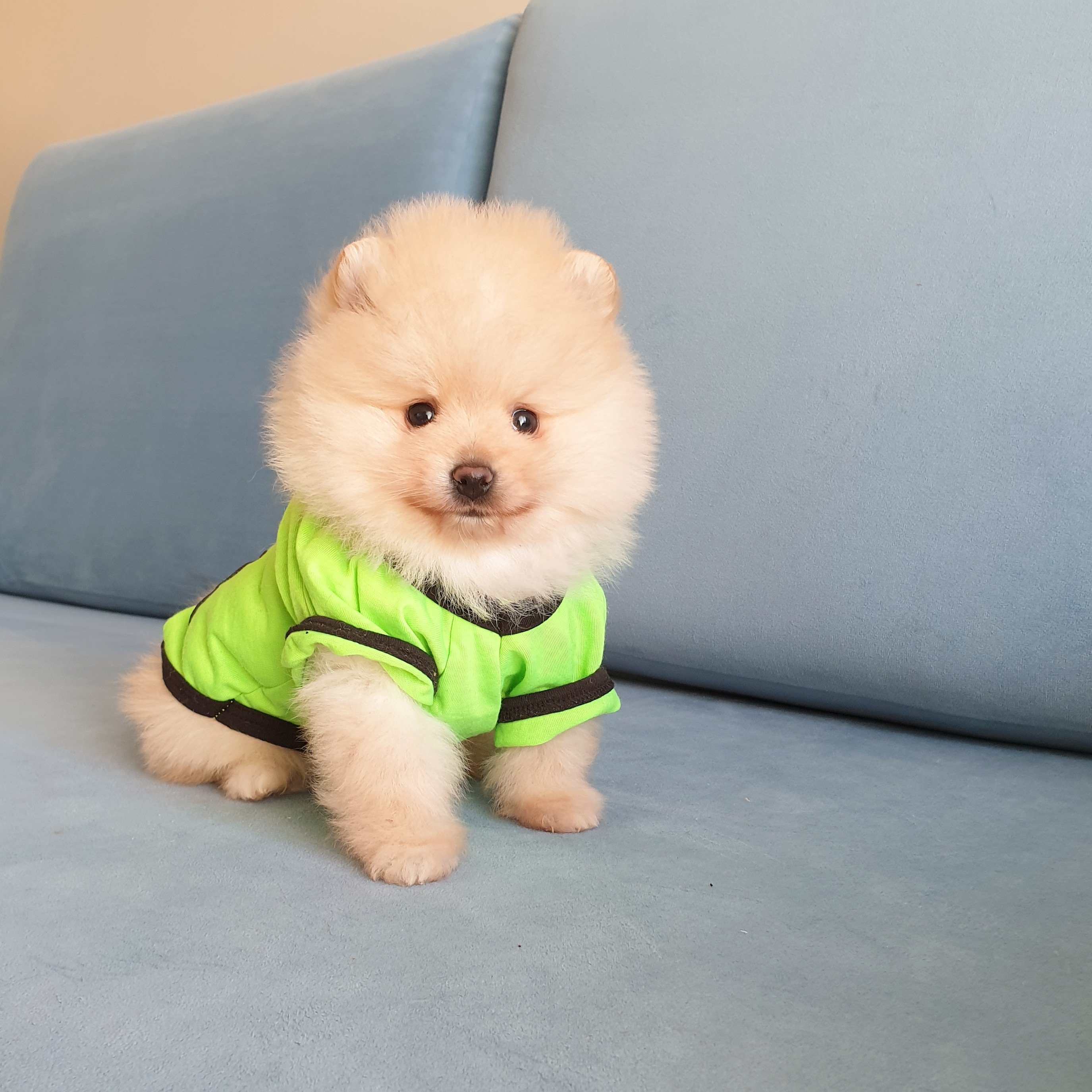 Pomeranian Boo AB Pasaportlu Yavrularımız 234058