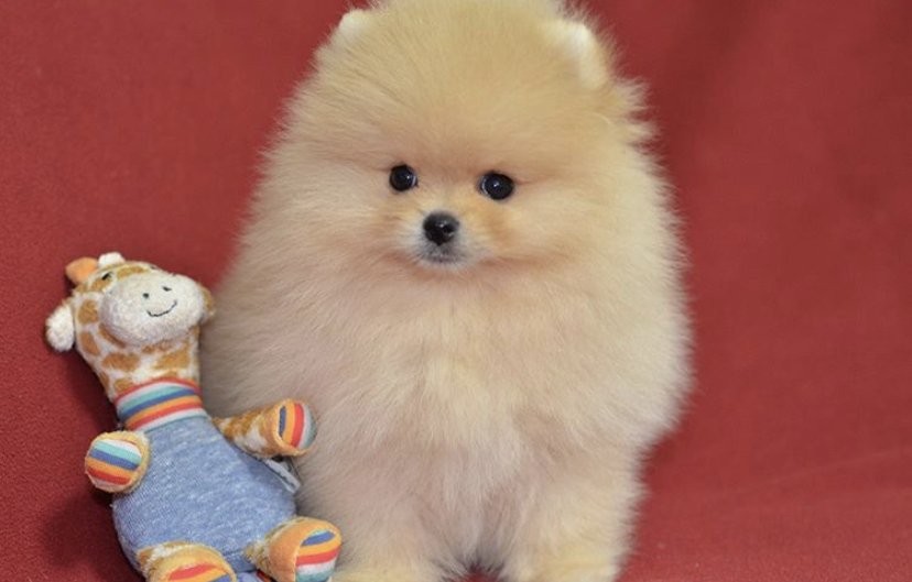 Teddy Face Safkan Pomeranian Boo Yavrularımız 233468