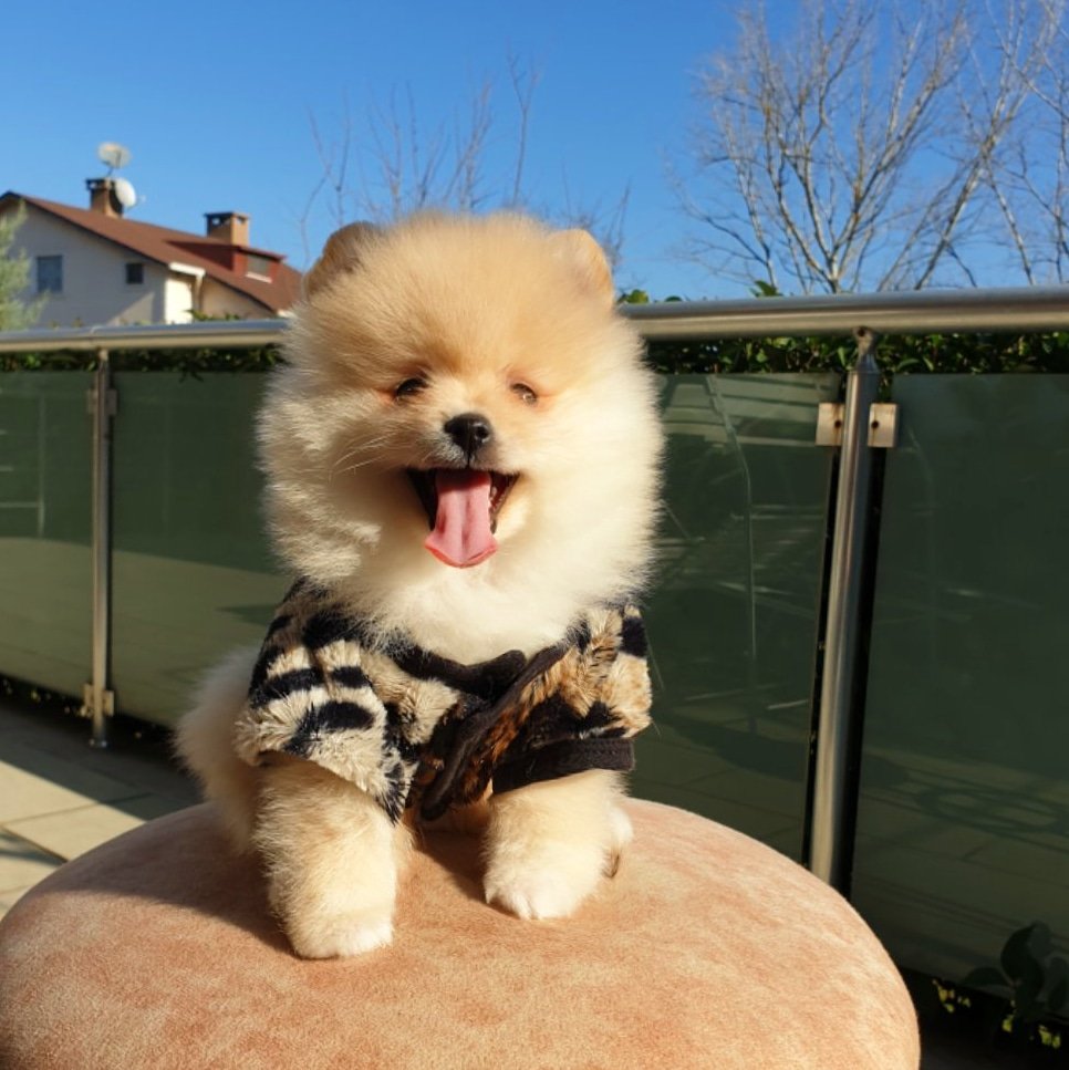 Pomeranian Boo Teddy Bear Yavrumuz 234056