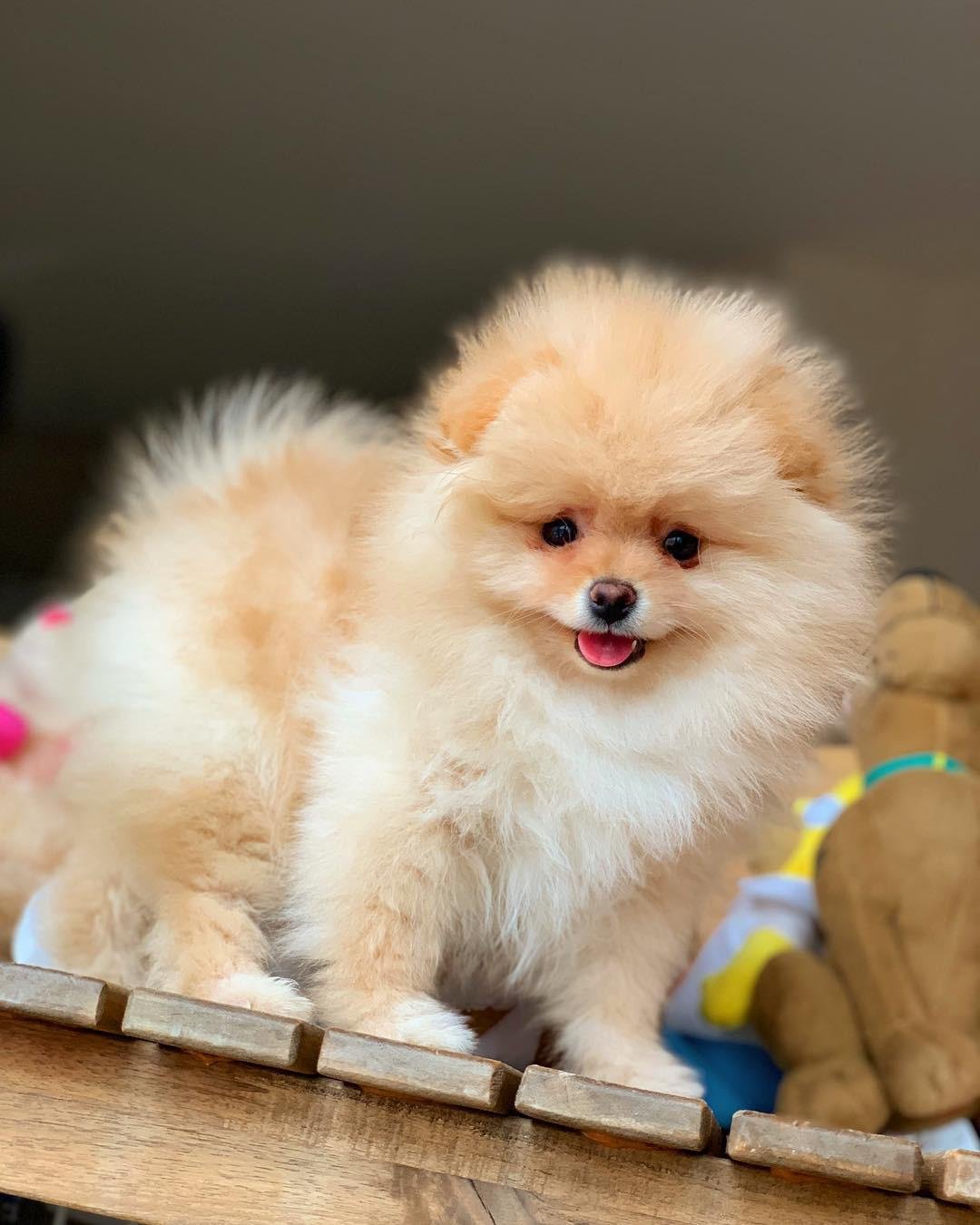 Boo pomeranian dog price in india