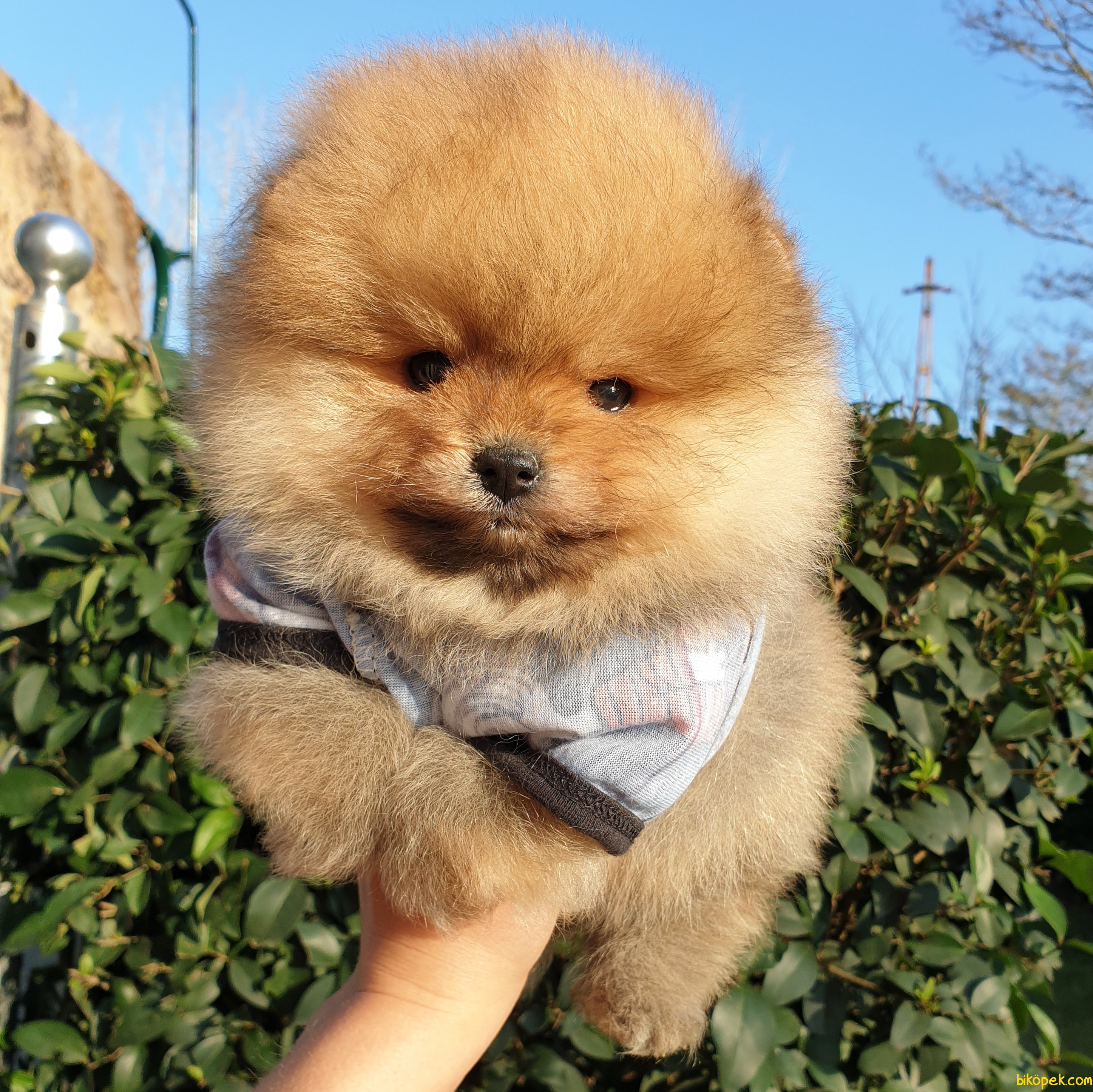 Satılık Pomeranian Boo Teddy Bear Yavrular 236454