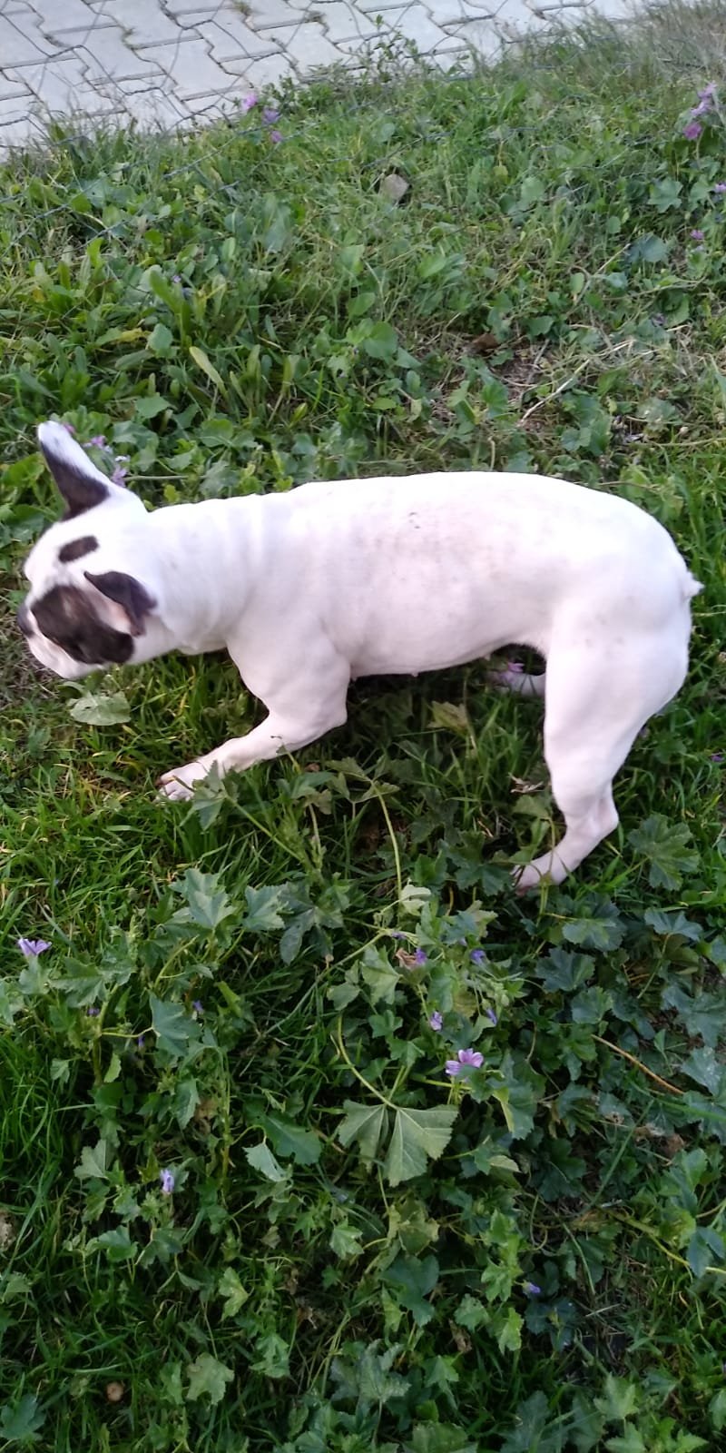 Frenc Bulldog Satılık 233970