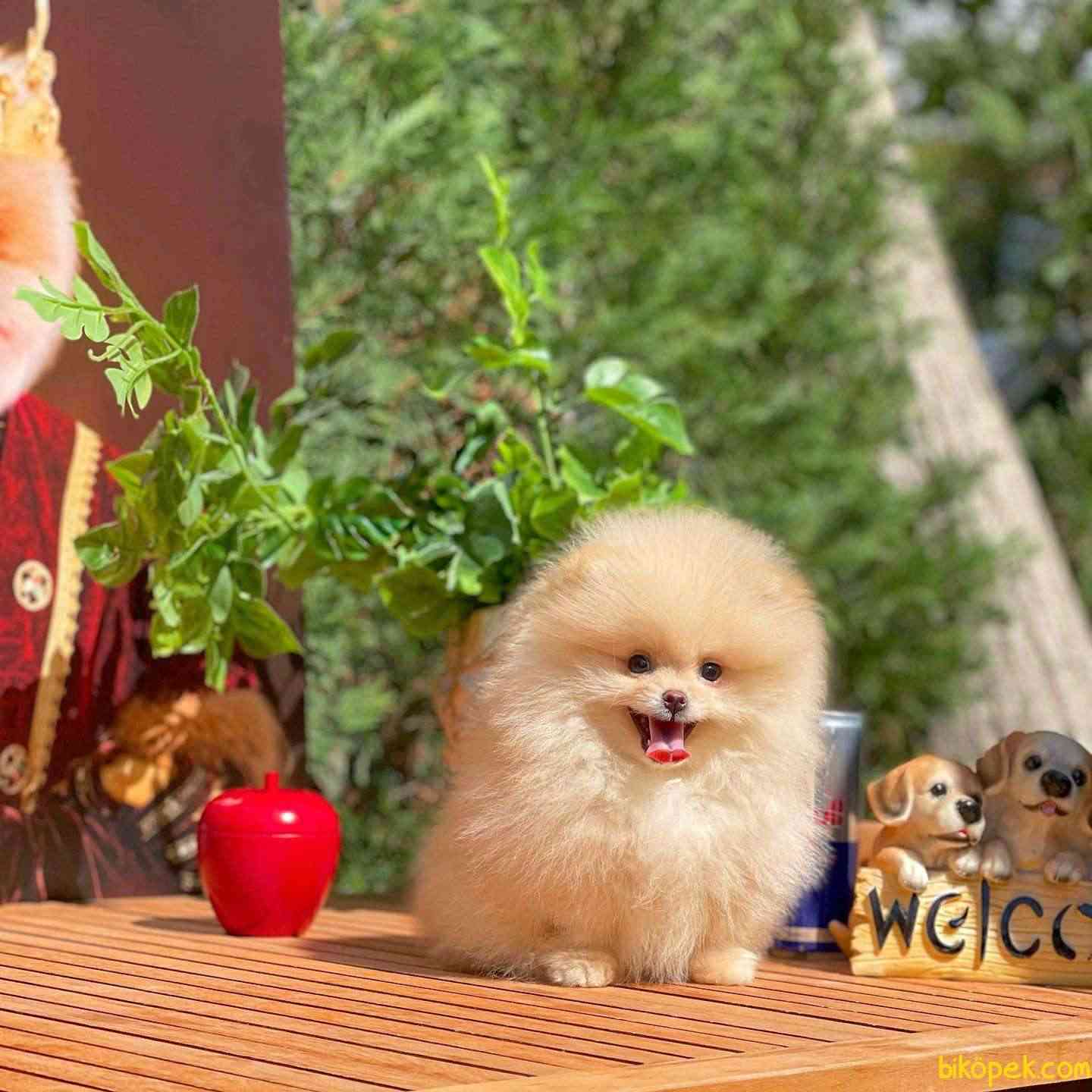 AA Kalite Tcup Yakışıklı Pomeranian Oğlumuz FANTA 3