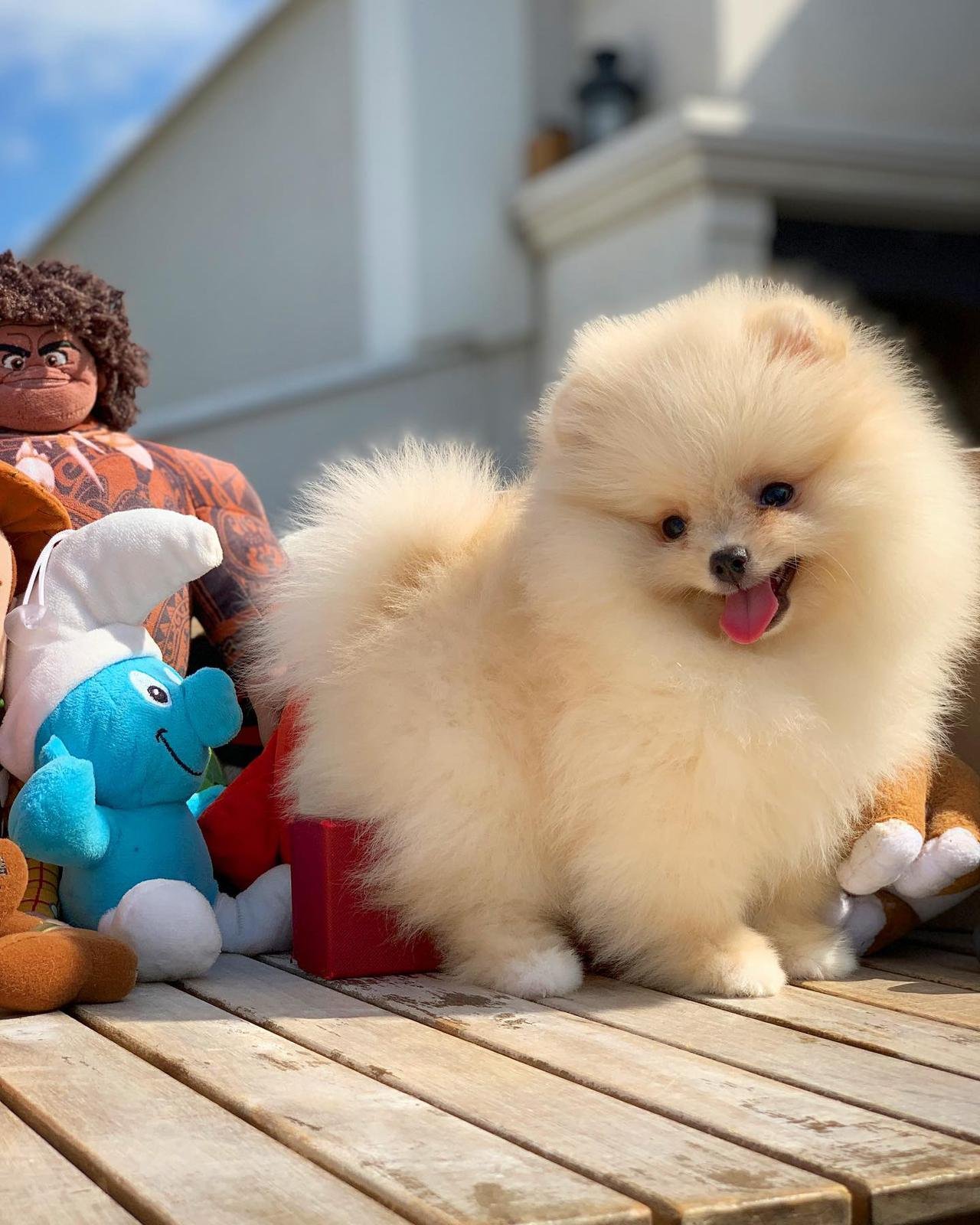 Boo pomeranian dog price in india