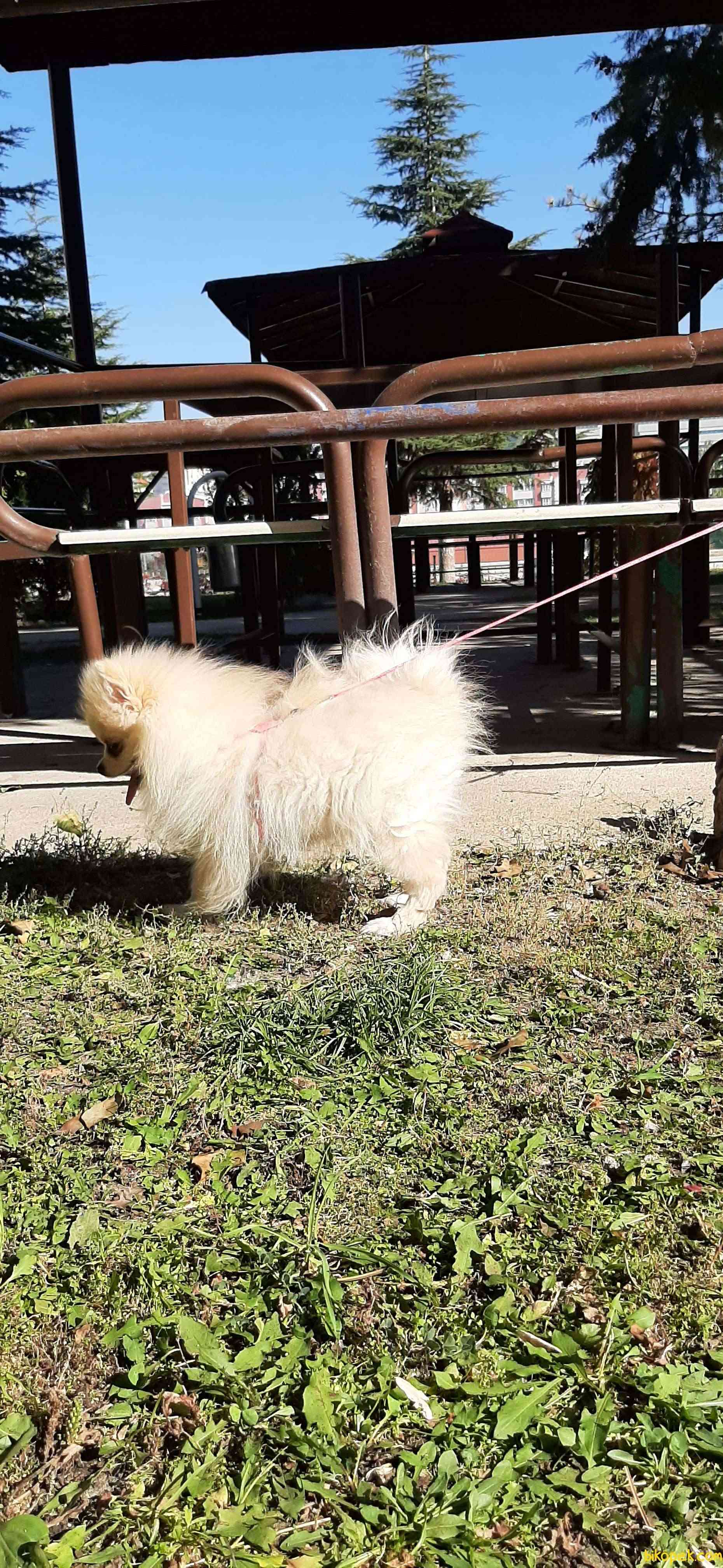 Ankara Pomeranian Boo Disi 9 Aylik 3