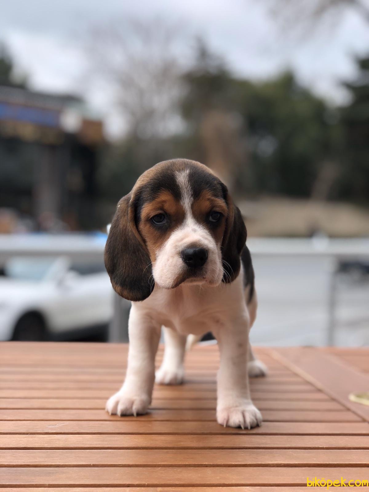 Babyface Beagle Yavrular 3