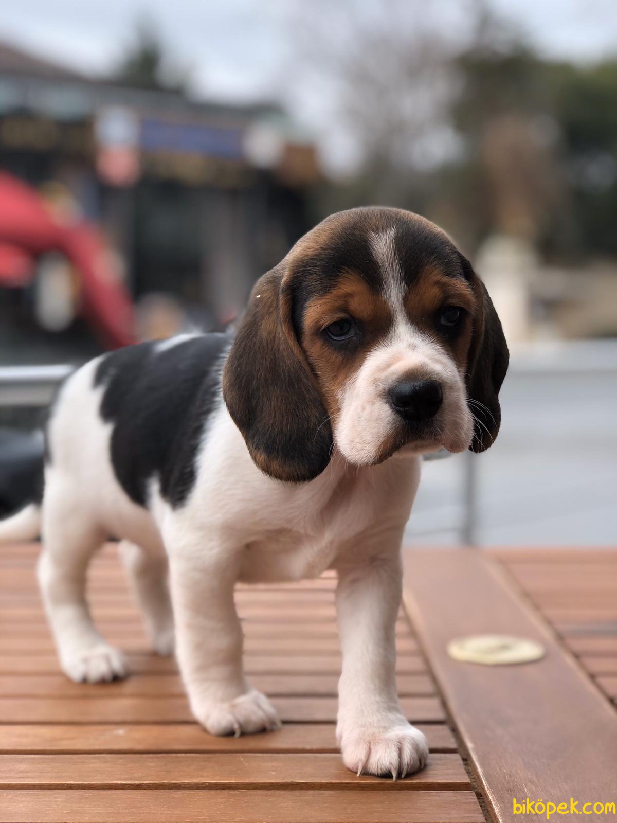 Babyface Beagle Yavrular 2