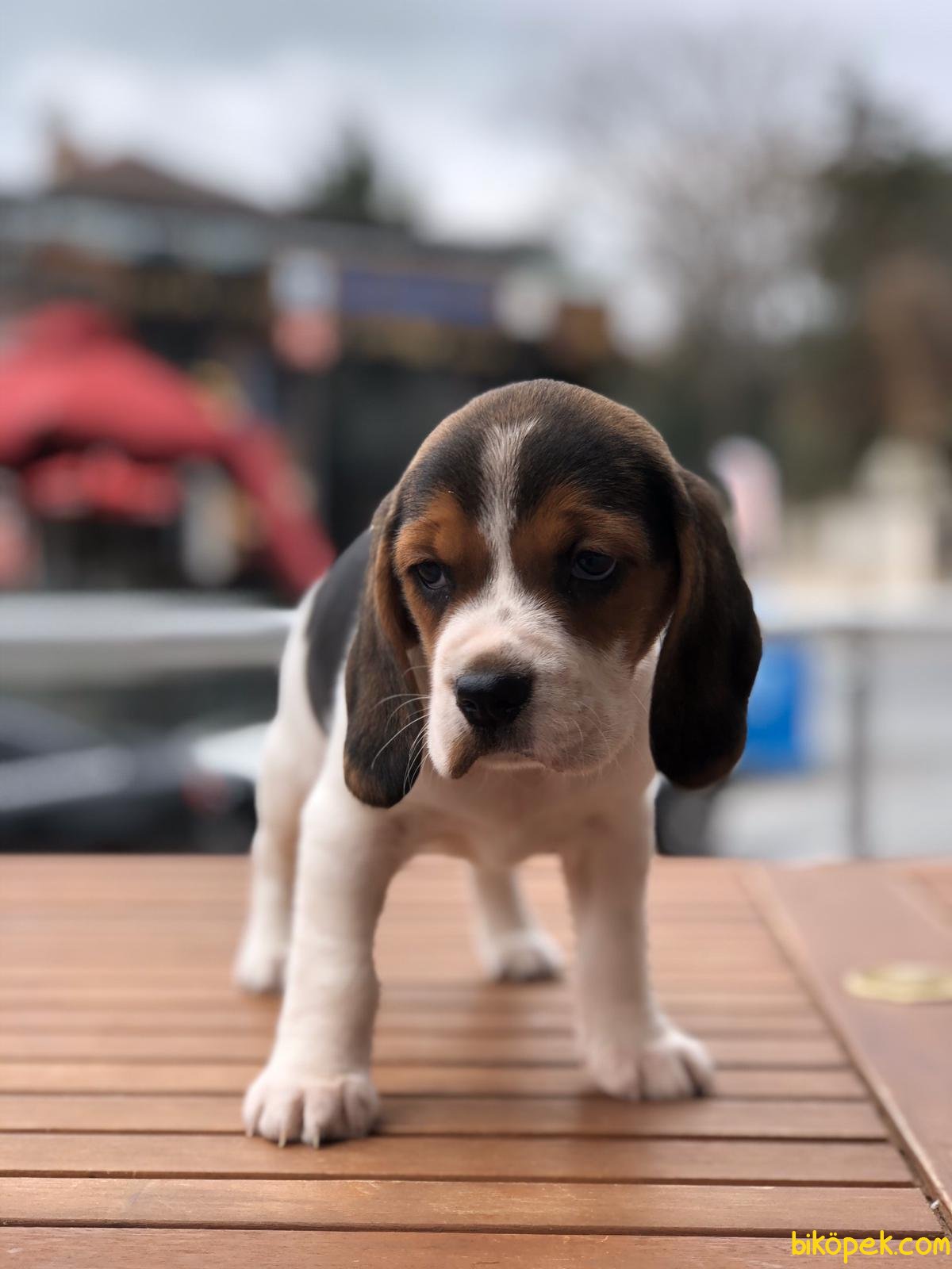 Babyface Beagle Yavrular 1