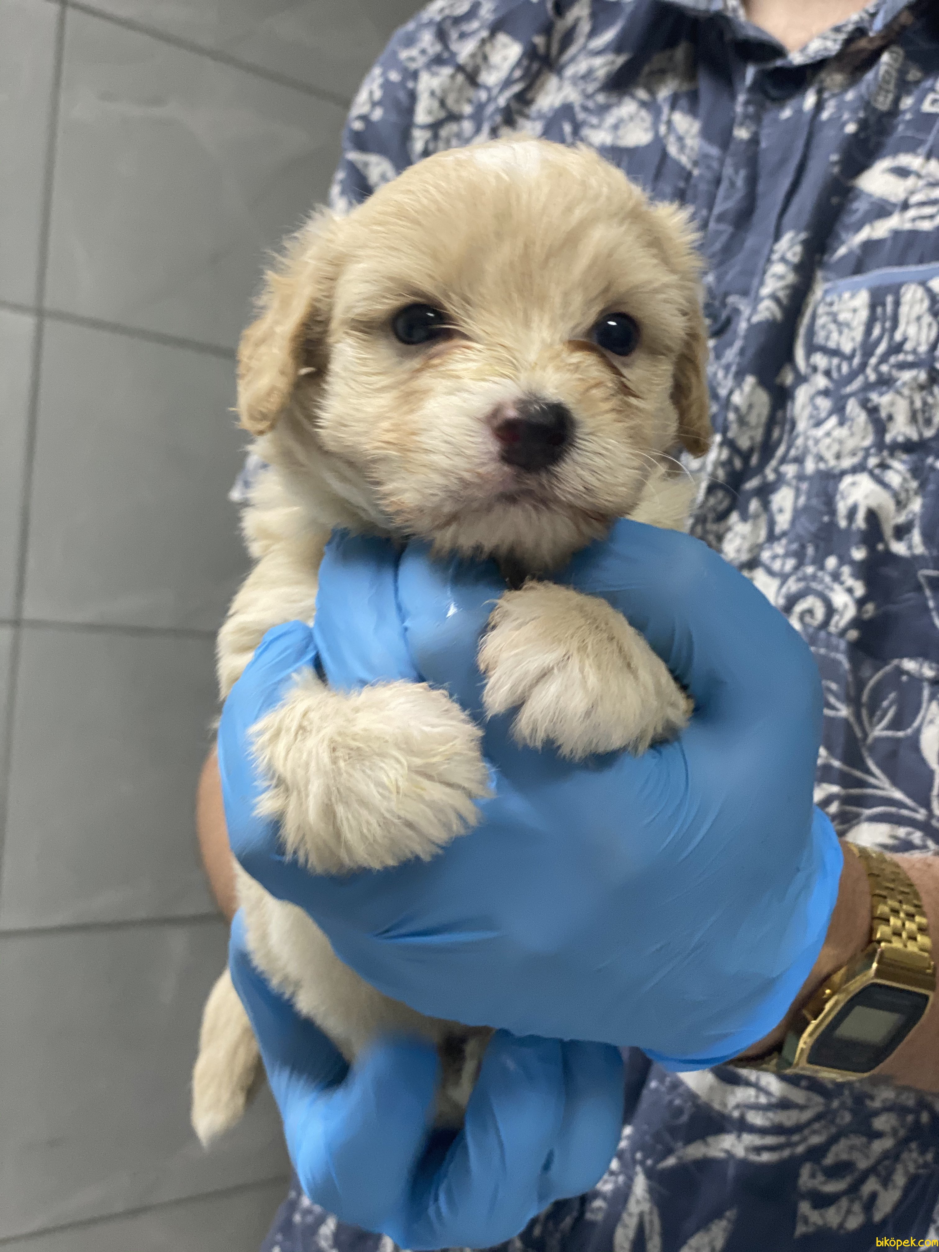 En Uygun BEBEK SURAT 0 NUMARA MALTIPOO YAVRULARIMIZ 242856 İçin Hemen