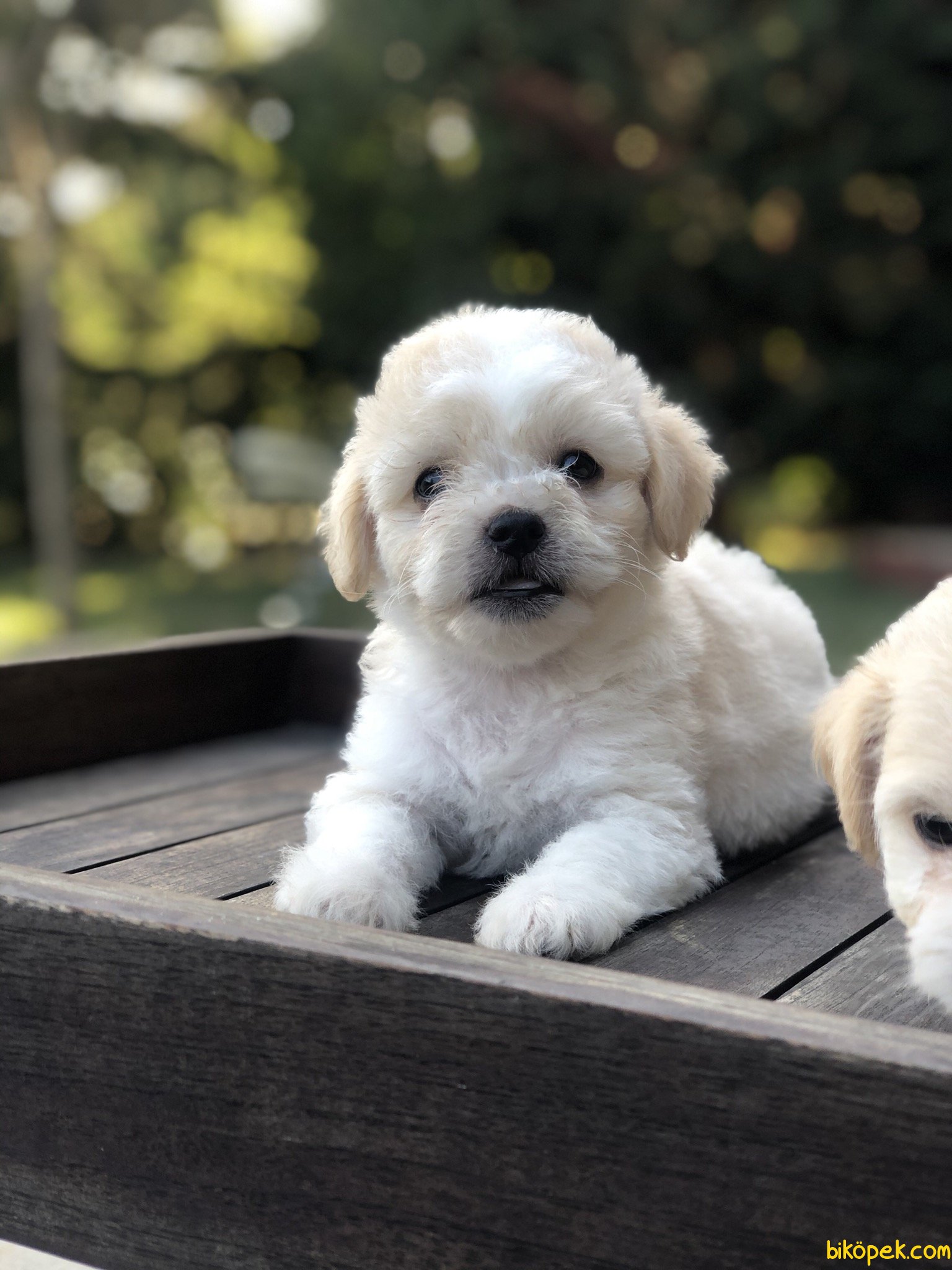 BEBEK SURAT MALTIPOO YAVRULARIMIZ 245112