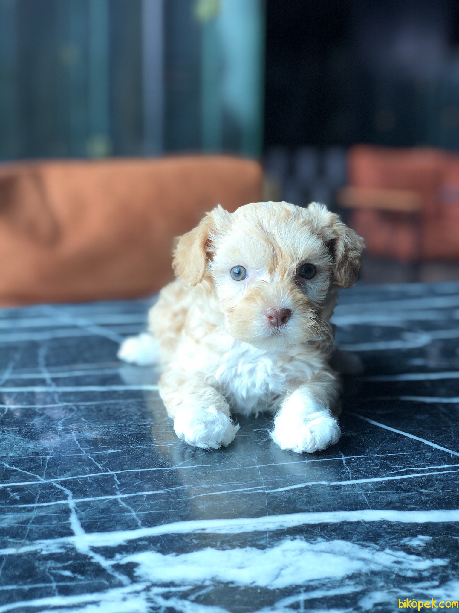 BEBEK SURAT MALTIPOO YAVRULARIMIZ 245476