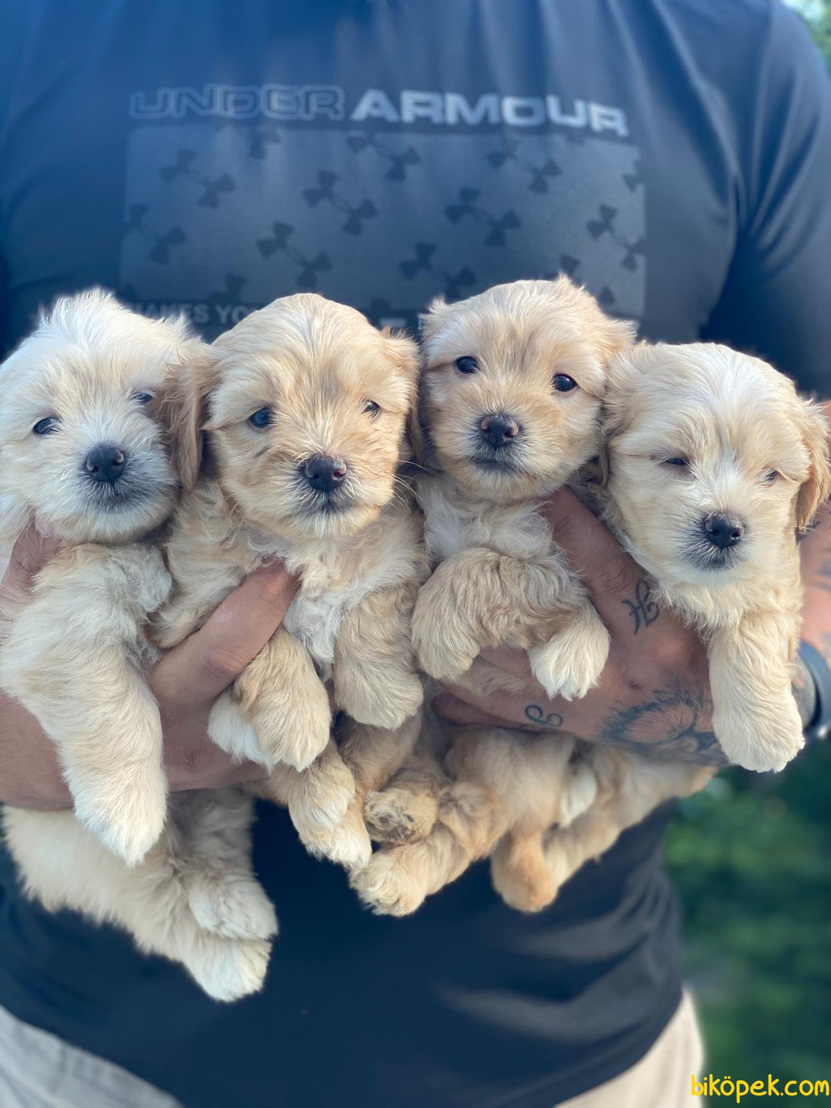 En Uygun BEBEK SURAT MALTIPOO YAVRULARIMIZ 245917 Biköpek