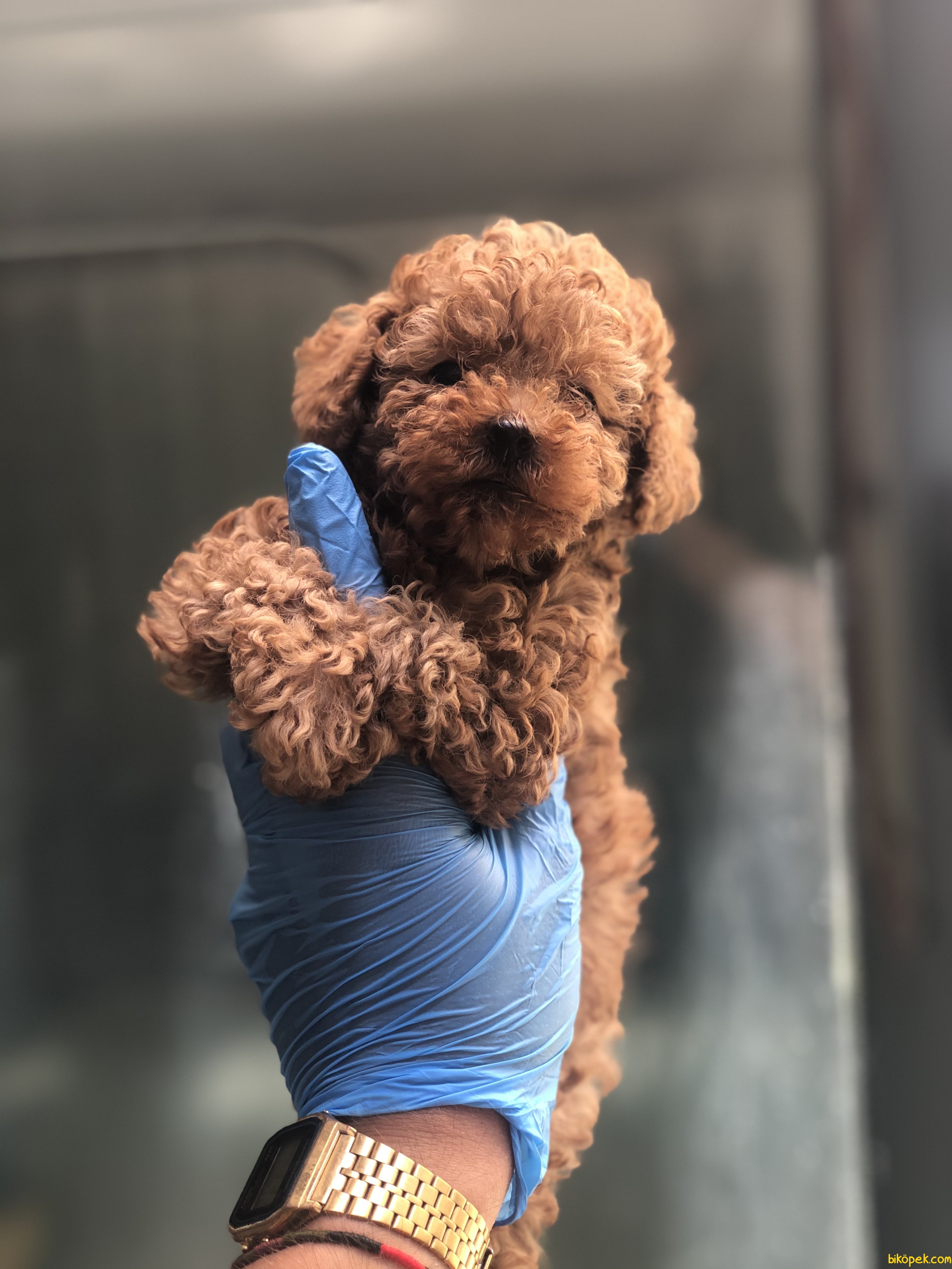 En Uygun BEBEK SURAT TOY POODLE YAVRULAR WC EĞİTİMLİ 246574 İçin