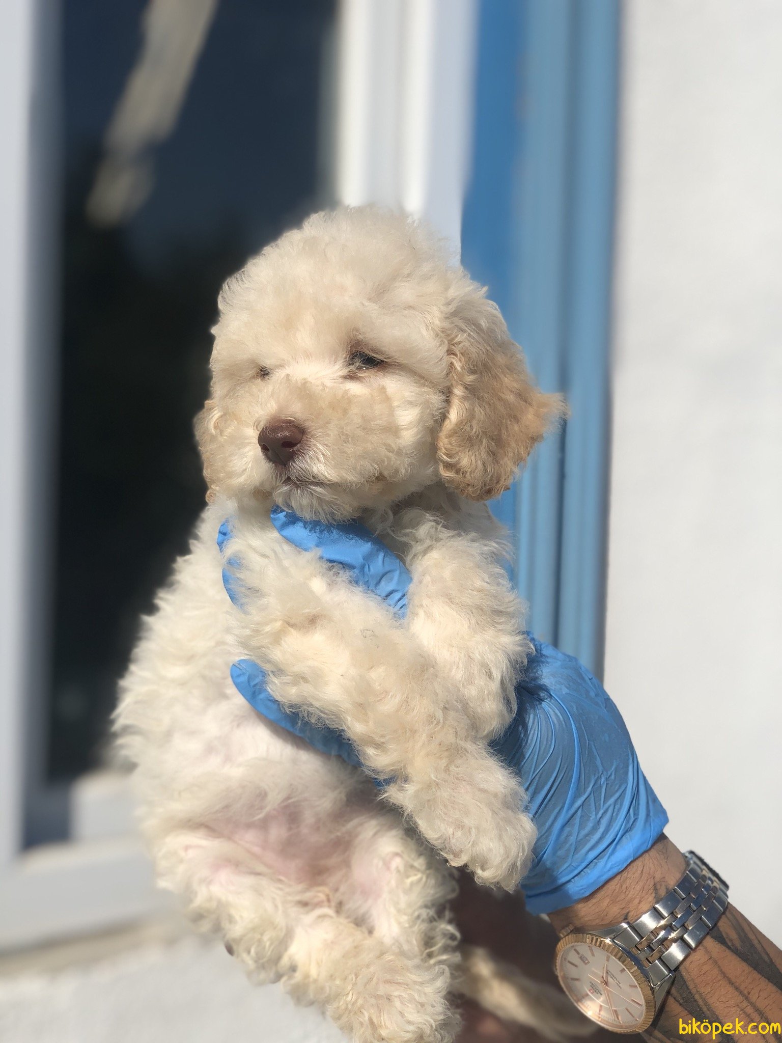 BEBEK SURAT TOY POODLE YAVRULARIMIZ 245635