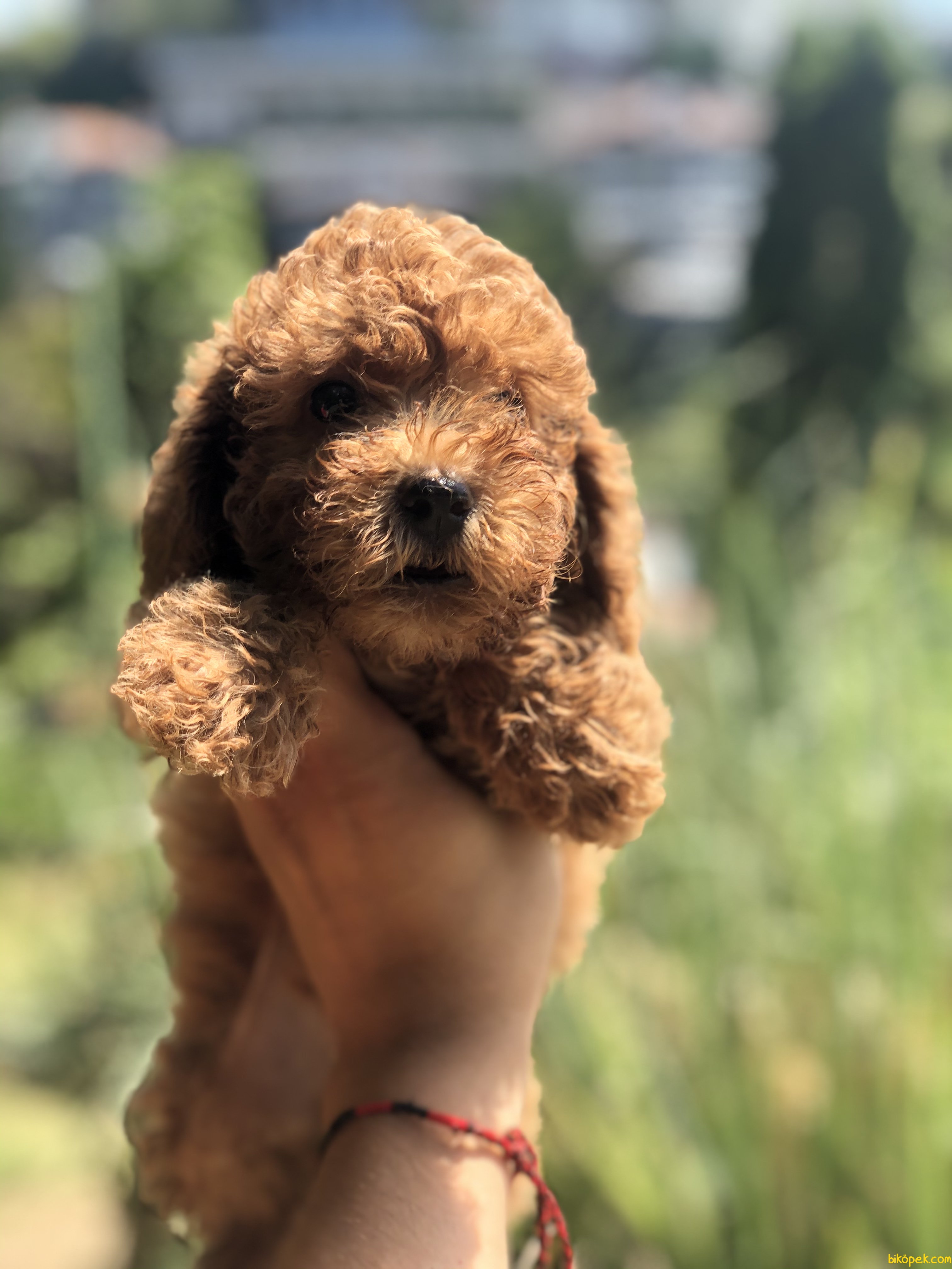 BEBEK SURAT TOY POODLE YAVRULARIMIZ 247760