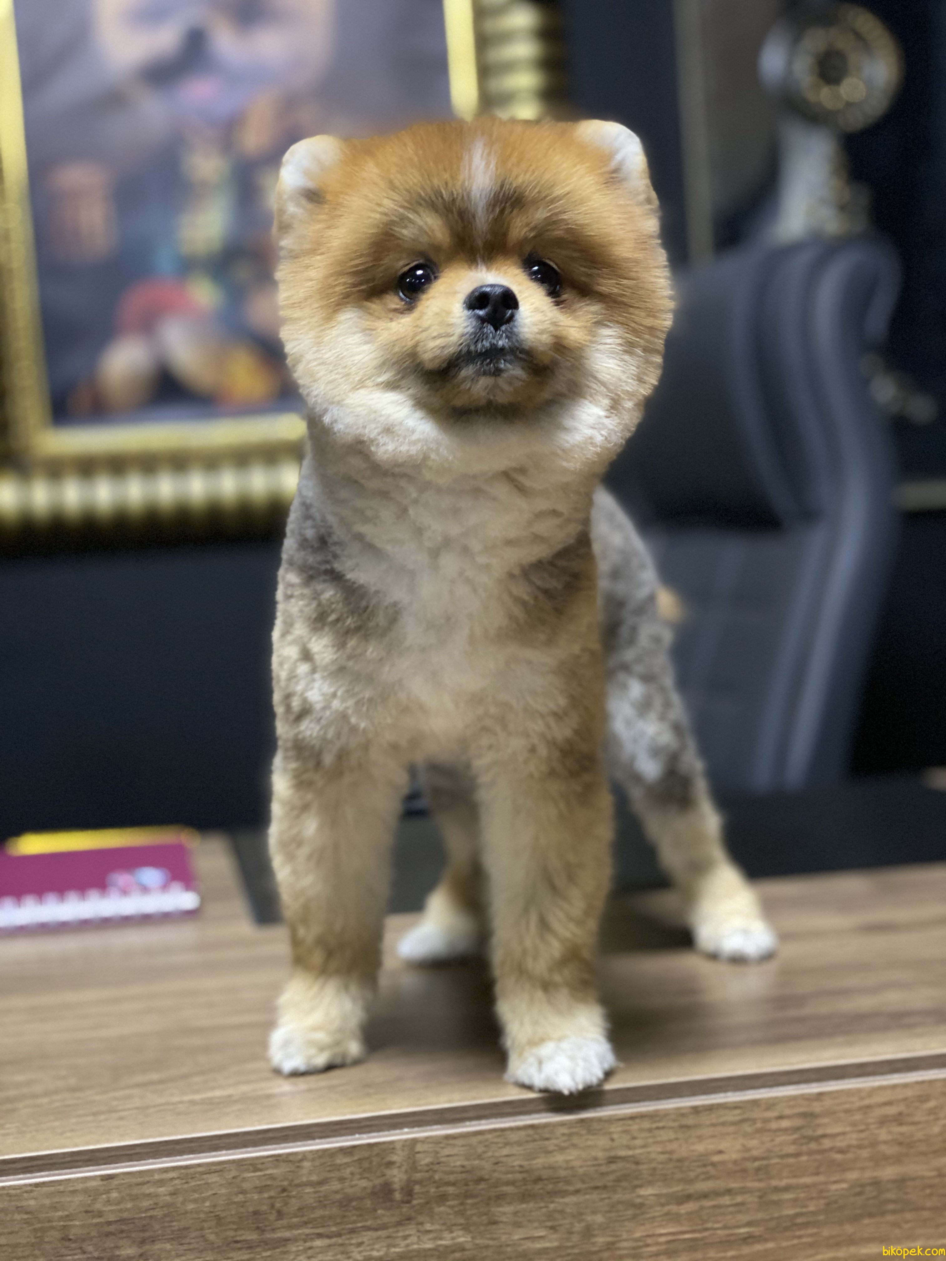 Bebek Yüzlü Boo Pomeranian Eğitimli Yetişkin 241356