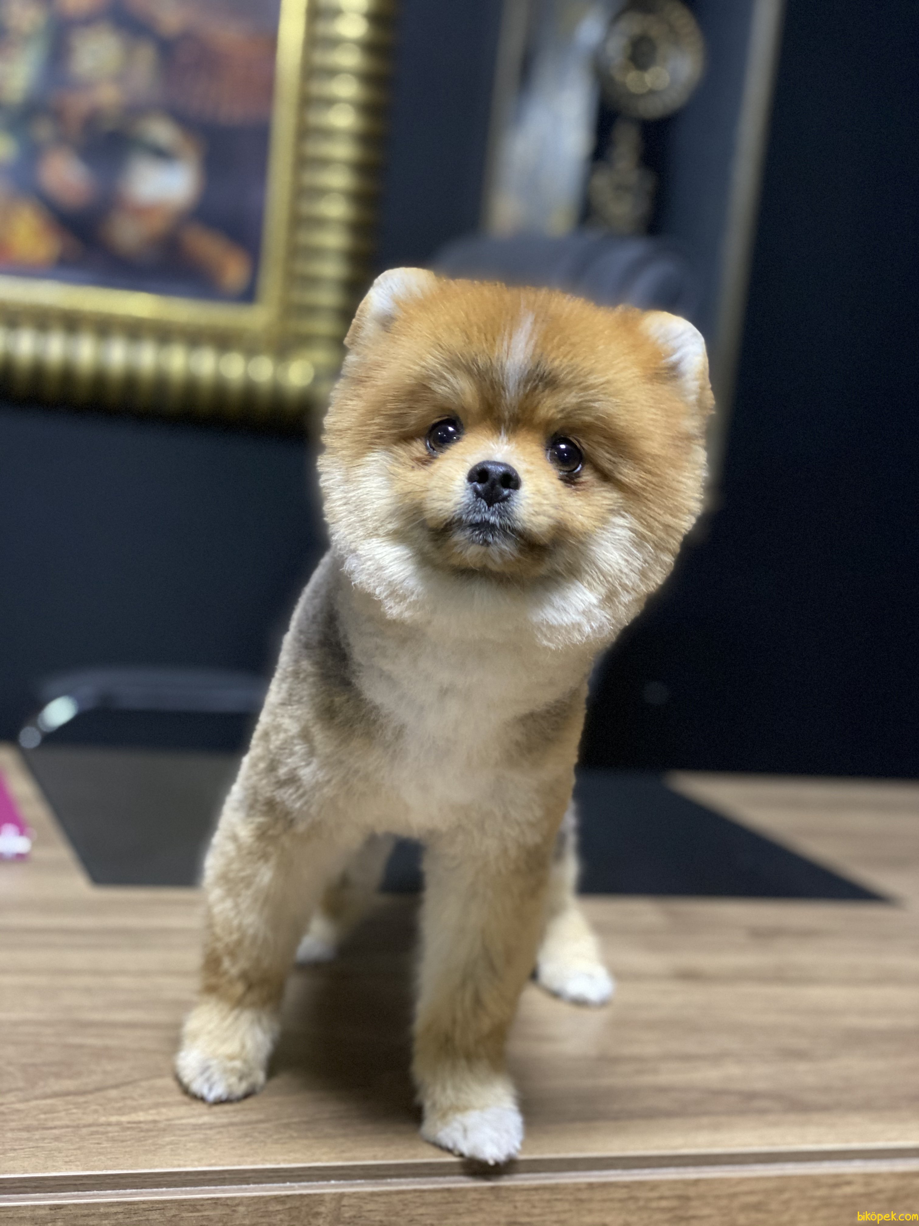 Bebek Yüzlü Boo Pomeranian Eğitimli Yetişkin 241356