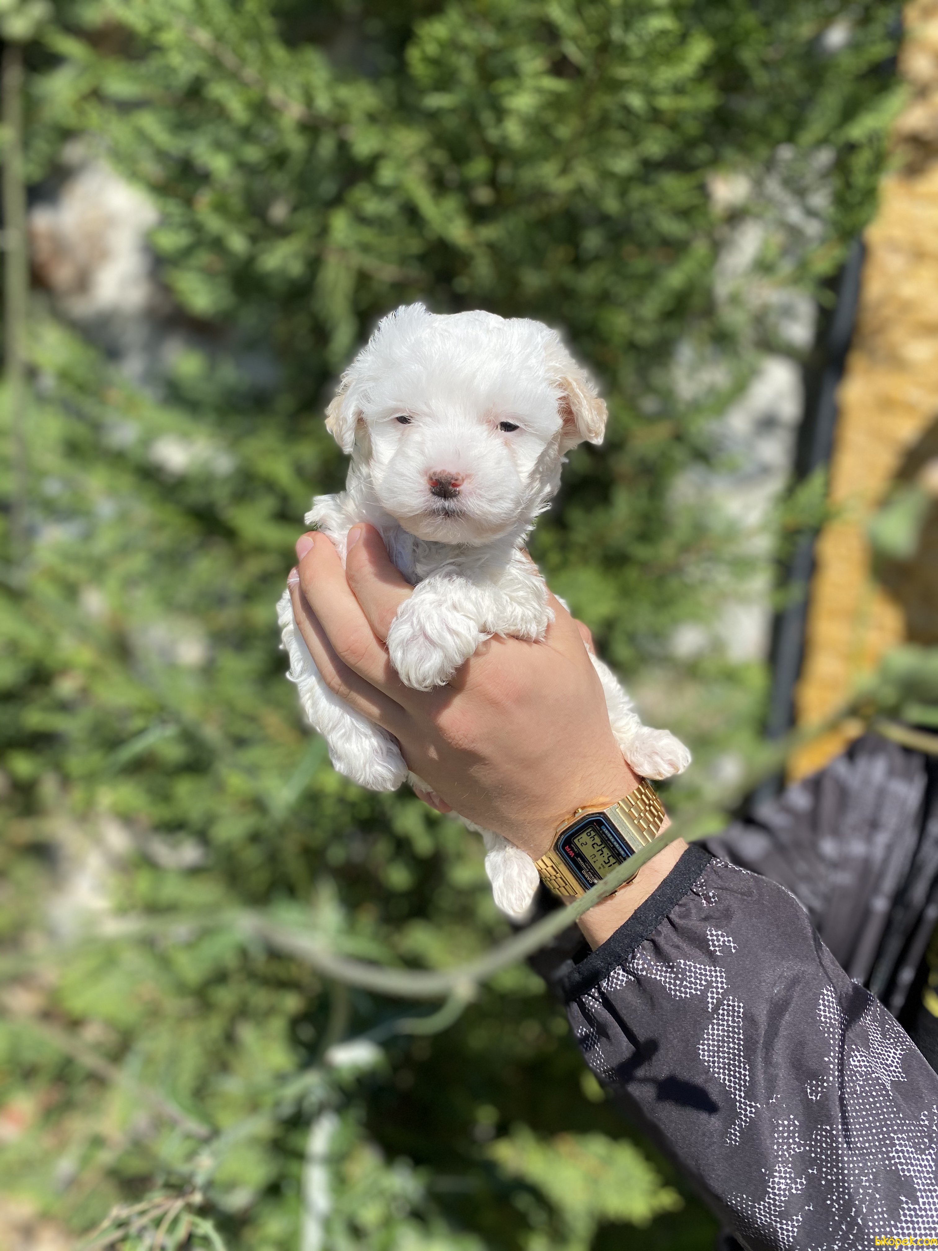 BEBEK YÜZLÜ MALTESE TERRİER YAVRULAR 242456