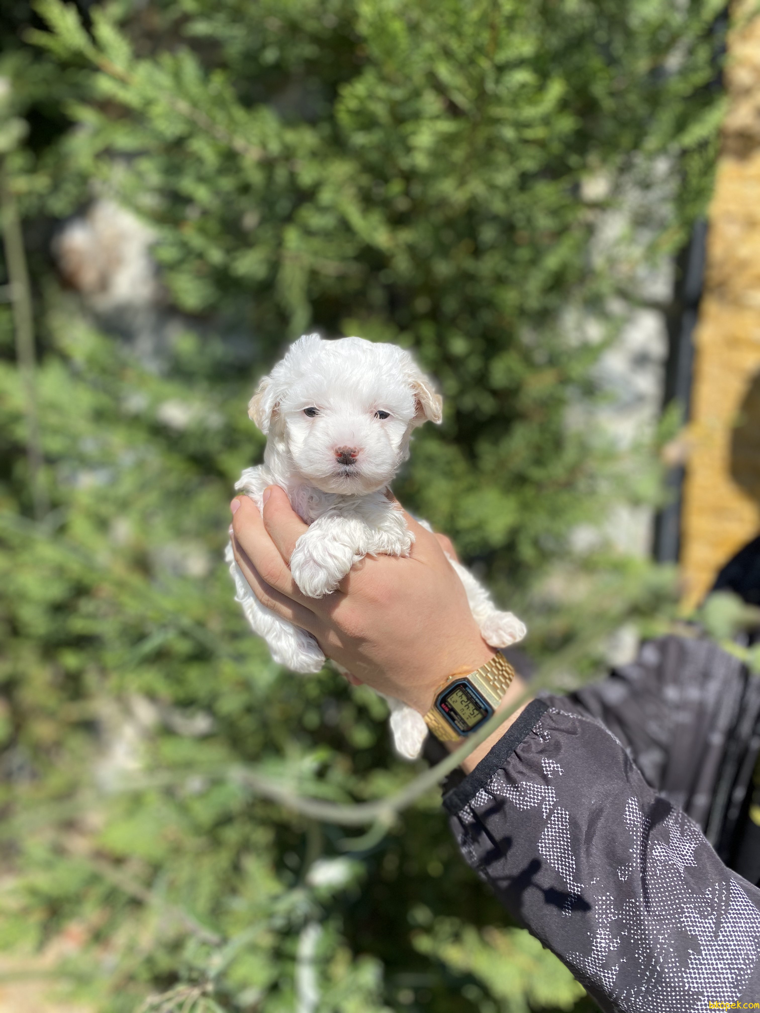 BEBEK YÜZLÜ MALTESE TERRİER YAVRULAR 242456