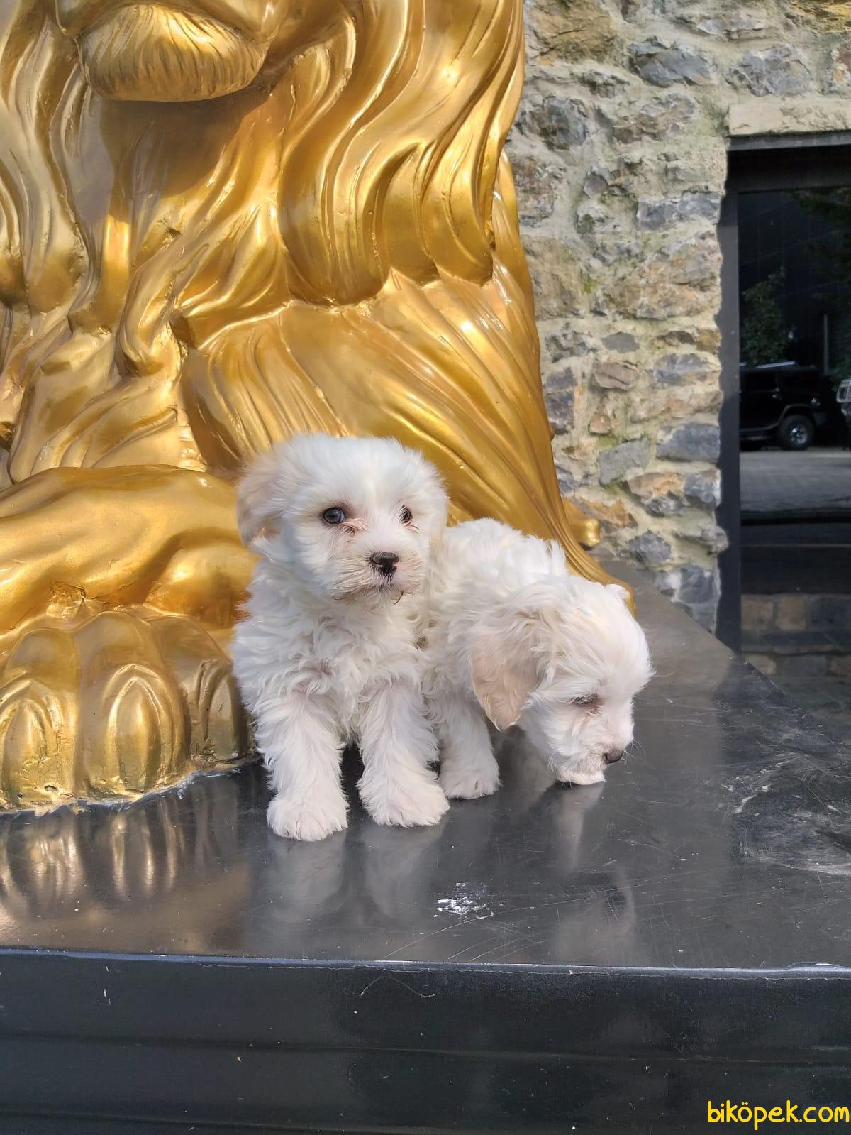 Bebek Yüzlü Orjinal Maltese Terrier Bebeklerimiz 240237