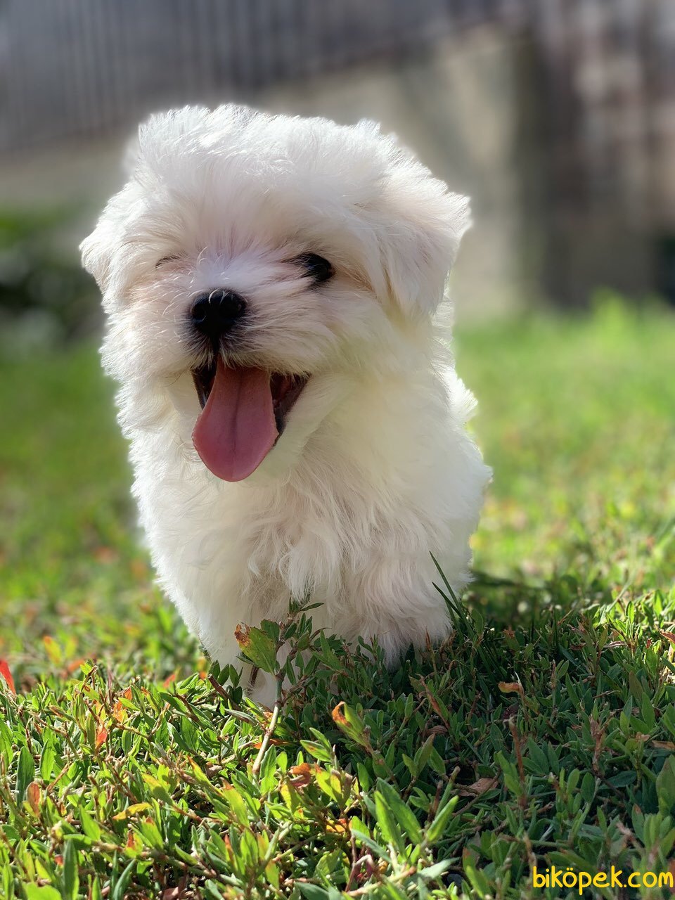 Bebek Yüzlü Özel Üretim Maltese Terrier Bebeklerimiz