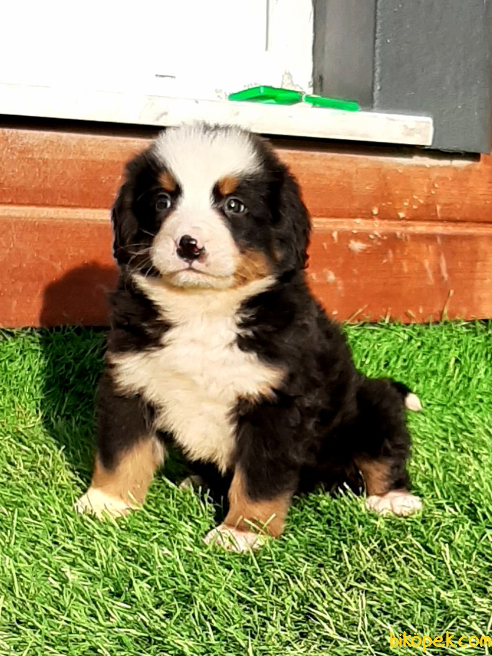 En Uygun Satilik Bernese Mountain Dog Yavrulari 243744 Bikopek