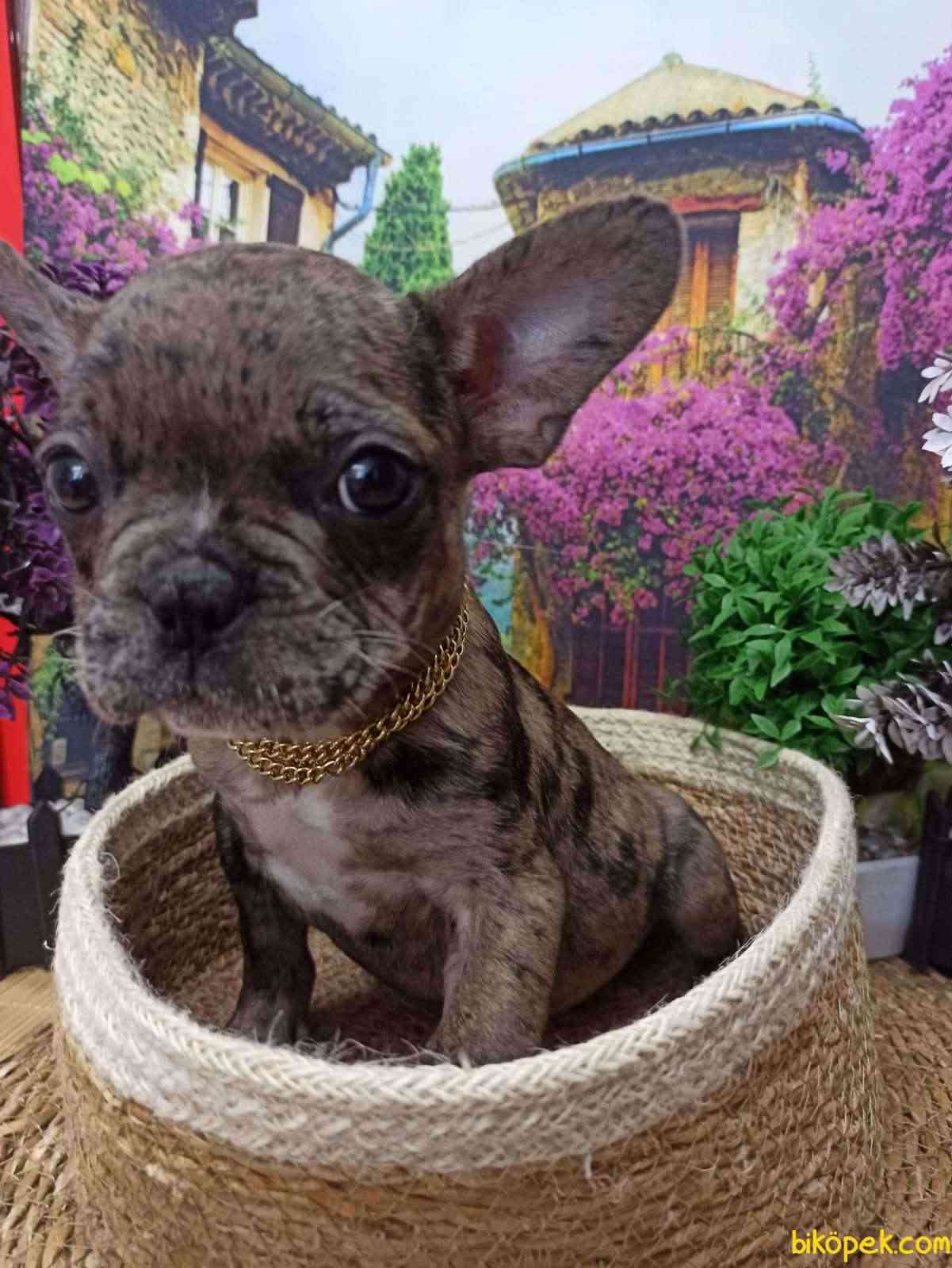 En Uygun BLACK MARLE FRENCH BULLDOG YAVRULARIMIZ - 271596 - Biköpek