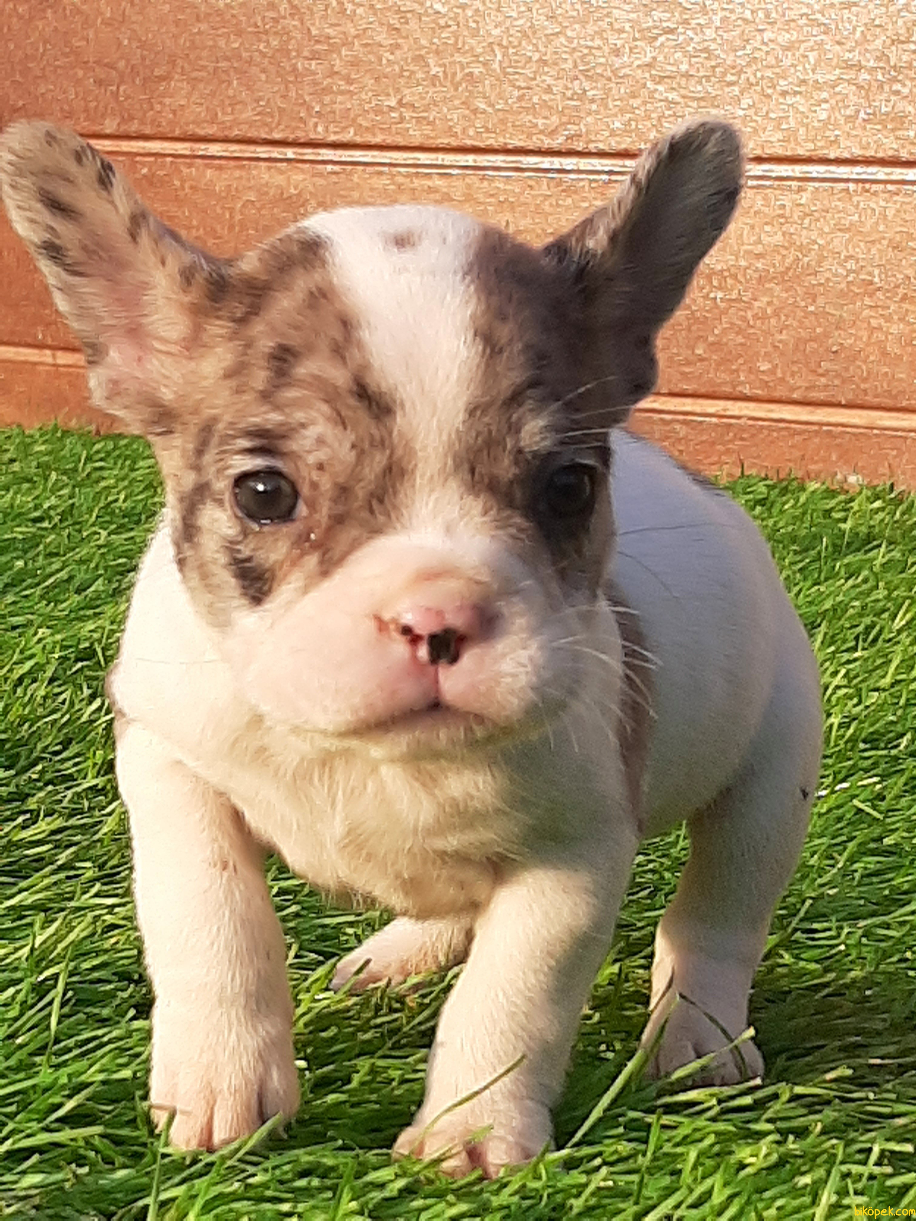 Blue Marley French Bulldog Yavruları - 240537 - bikopek.com