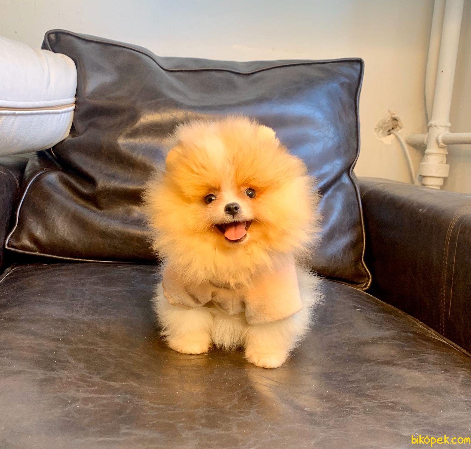 Boo Pomeranian Ayı Surat Yavrular 239842