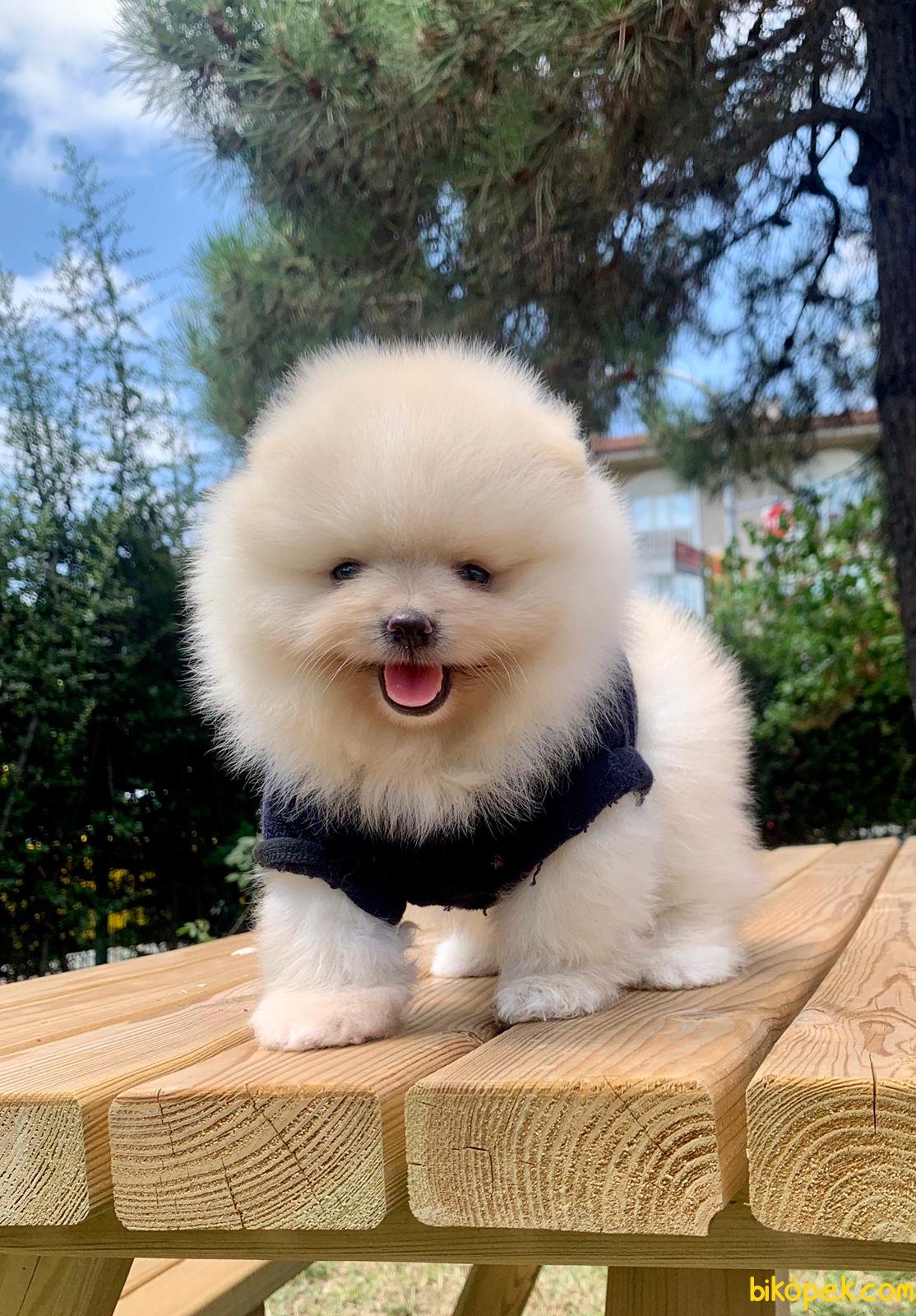 Boo Pomeranian Ayı Surat Yavrular 245048