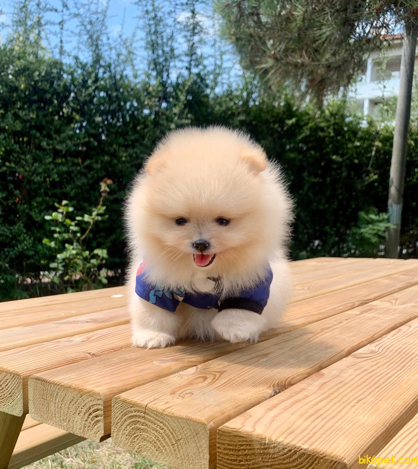Boo Pomeranian Ayı Surat Yavrular 245168