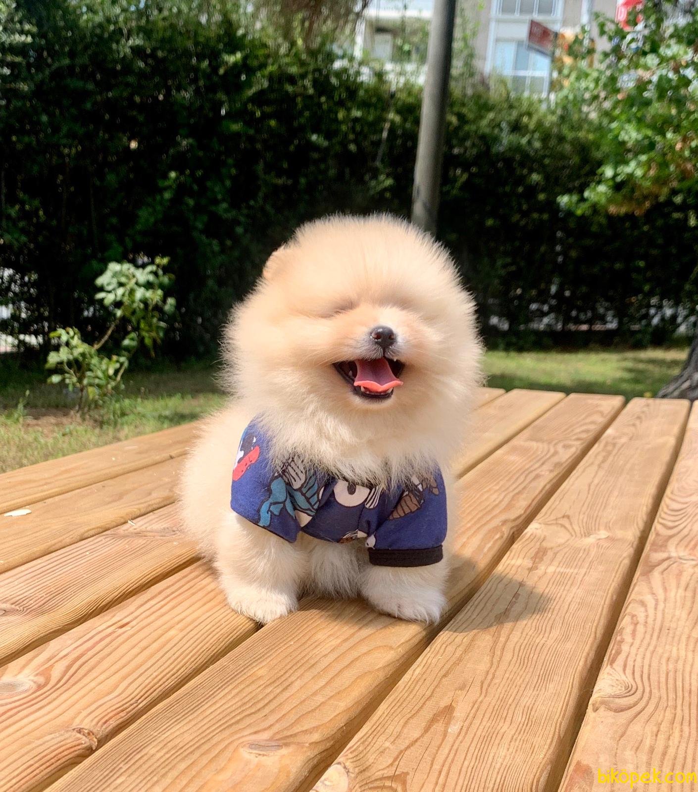 Boo Pomeranian Ayı Surat Yavrular 245168