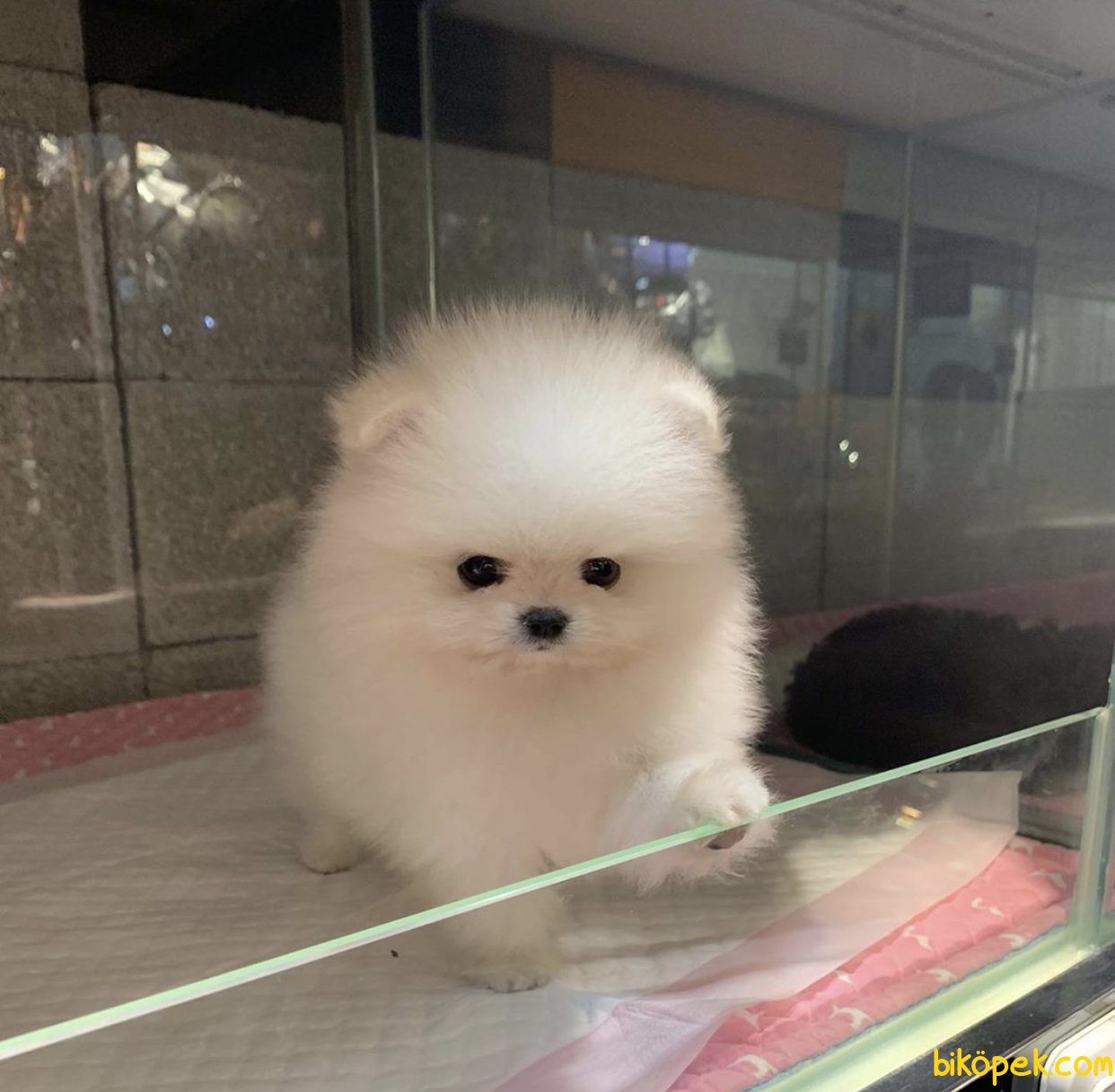 En Uygun Boo Pomeranian Mini Boy Yavrular 246269 Biköpek