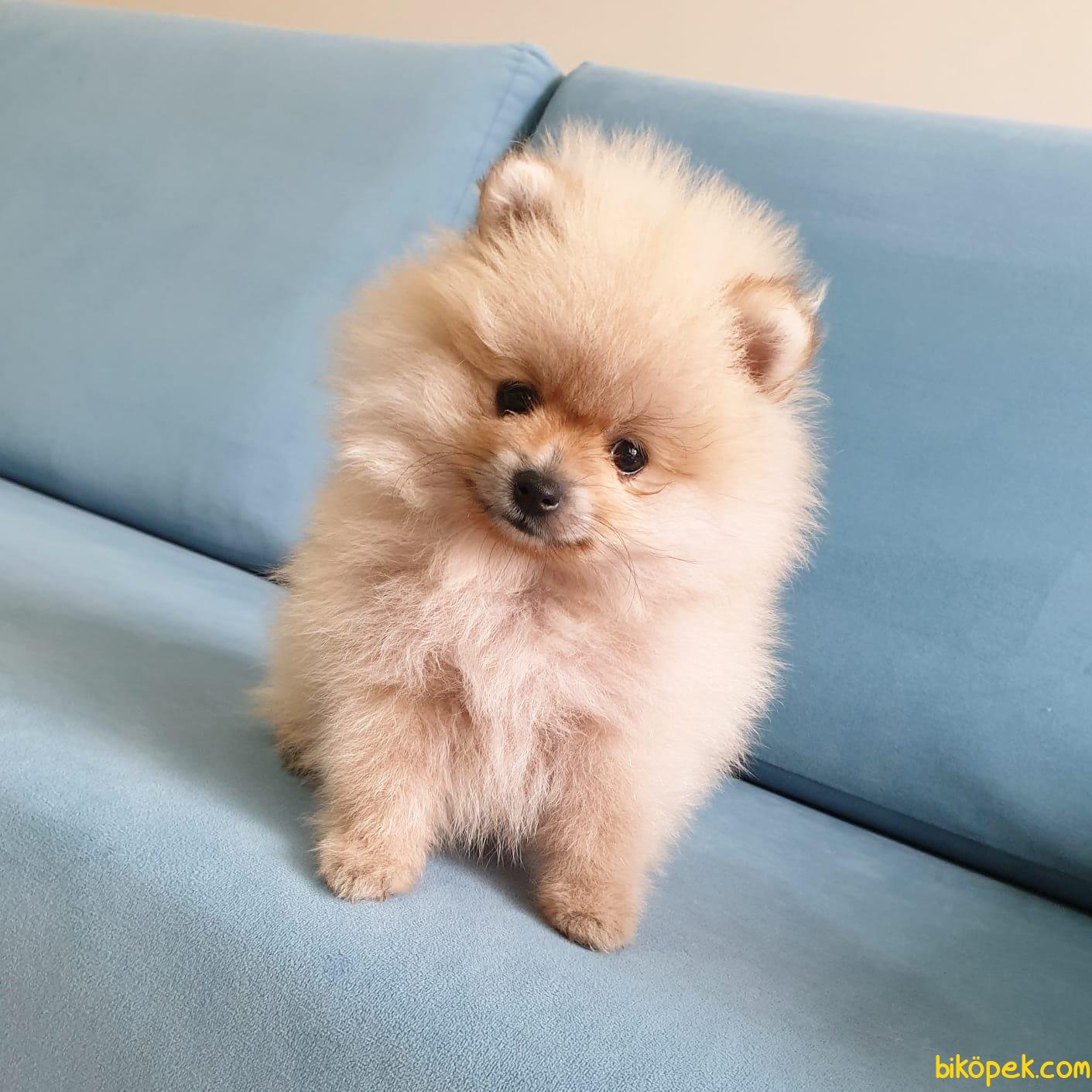 Boo Pomeranian Yavrular 238104